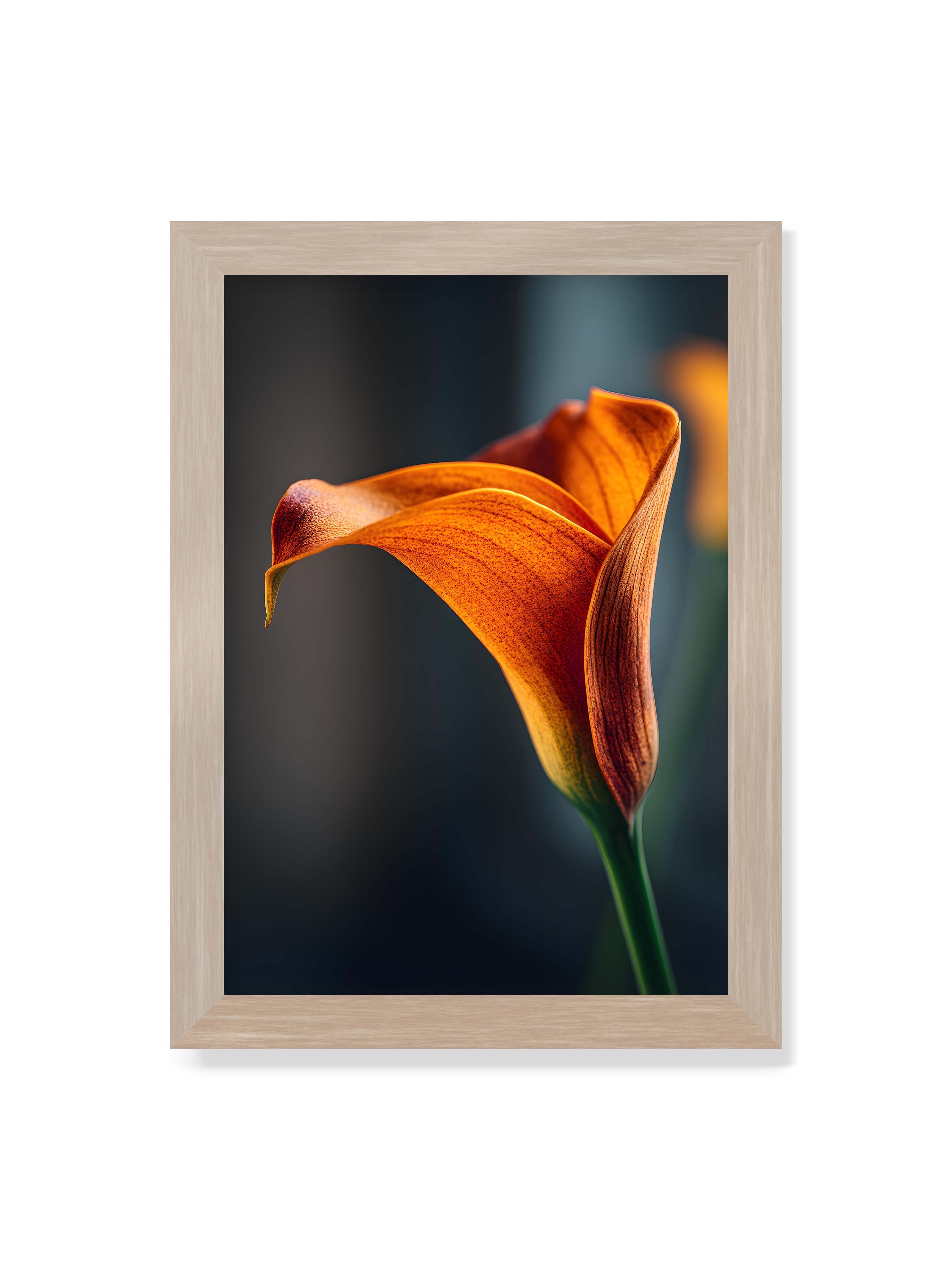 21x30 cm ohne Galerie-Rand im Eichenrahmen – Orangefarbene Calla in Nahaufnahme mit warmem Lichtsaum und grünem Stiel vor dunklem, weichem Bokeh.