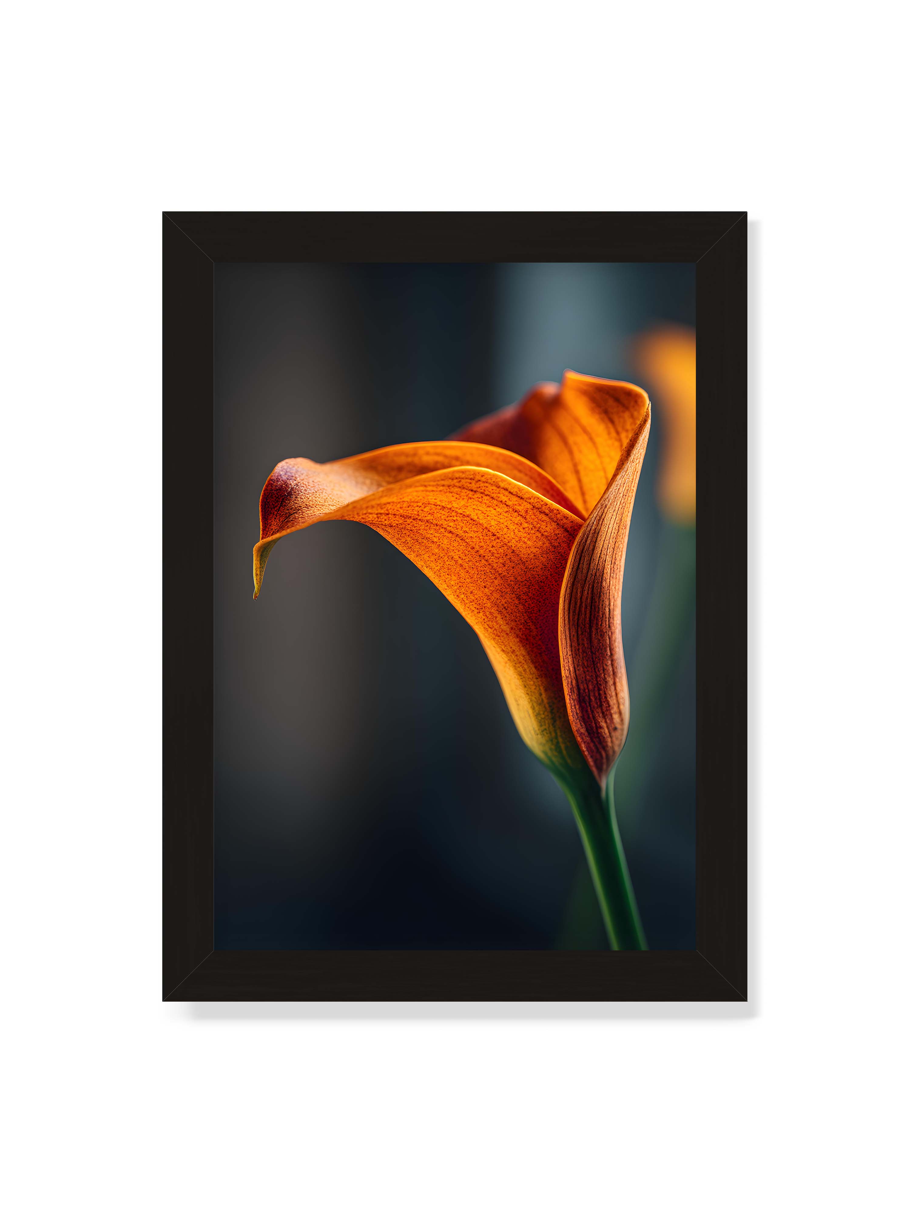 21x30 cm ohne Galerie-Rand mit schwarzem Rahmen – Orangefarbene Calla in Nahaufnahme mit warmem Lichtsaum und grünem Stiel vor dunklem, weichem Bokeh.