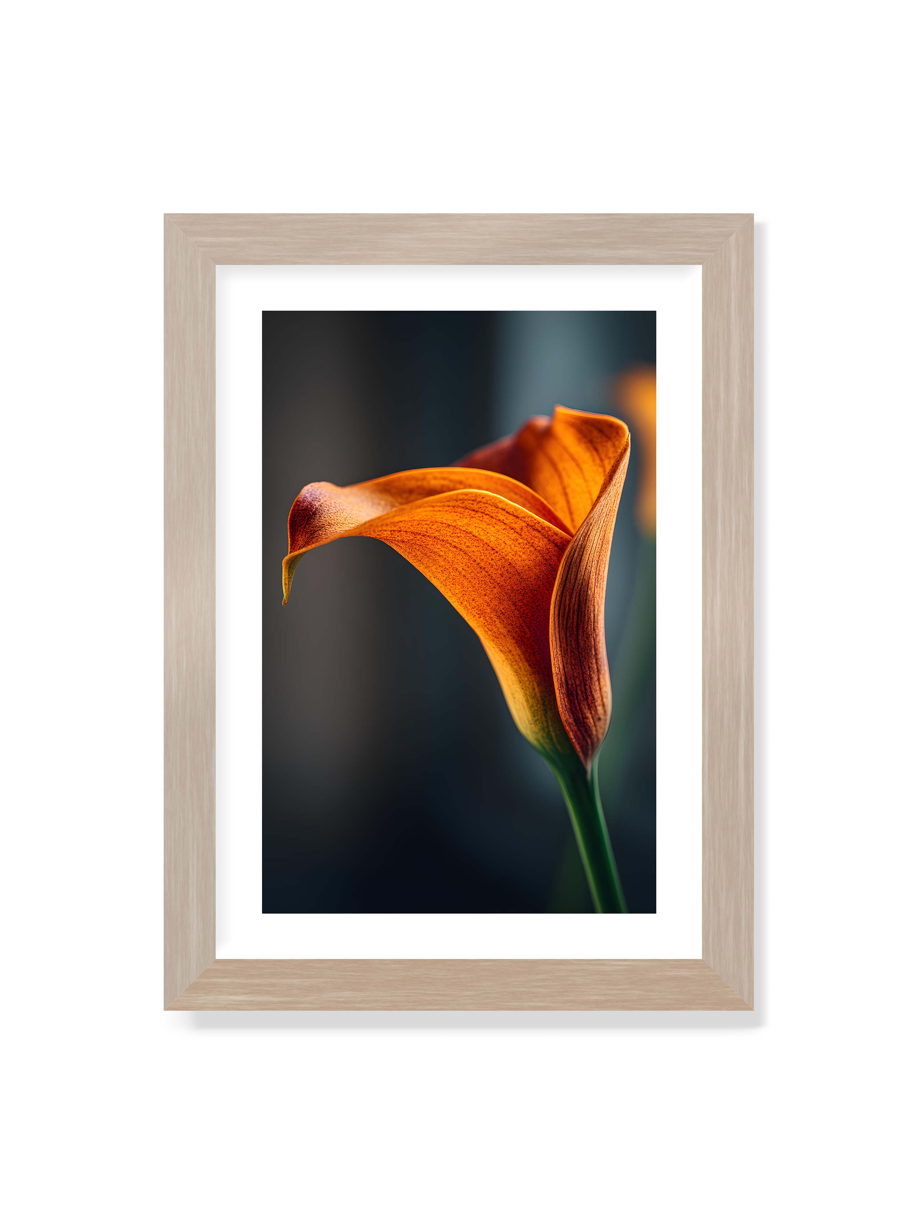21x30 cm mit weißem Galerie-Rand im Eichenrahmen – Orangefarbene Calla in Nahaufnahme mit warmem Lichtsaum und grünem Stiel vor dunklem, weichem Bokeh.