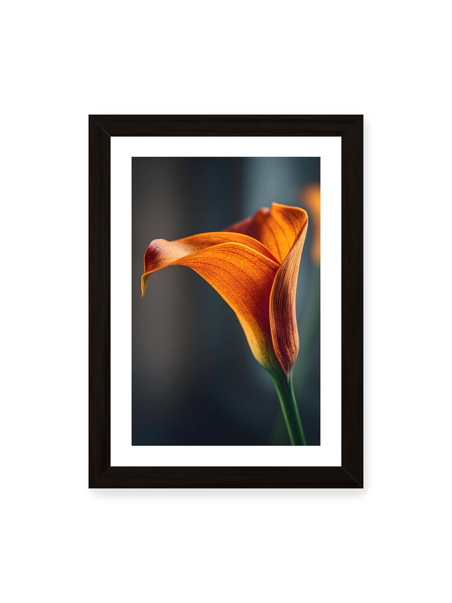 21x30 cm, weißer Galerie-Rand, schwarzer Rahmen – Orangefarbene Calla in Nahaufnahme mit warmem Lichtsaum und grünem Stiel vor dunklem, weichem Bokeh.