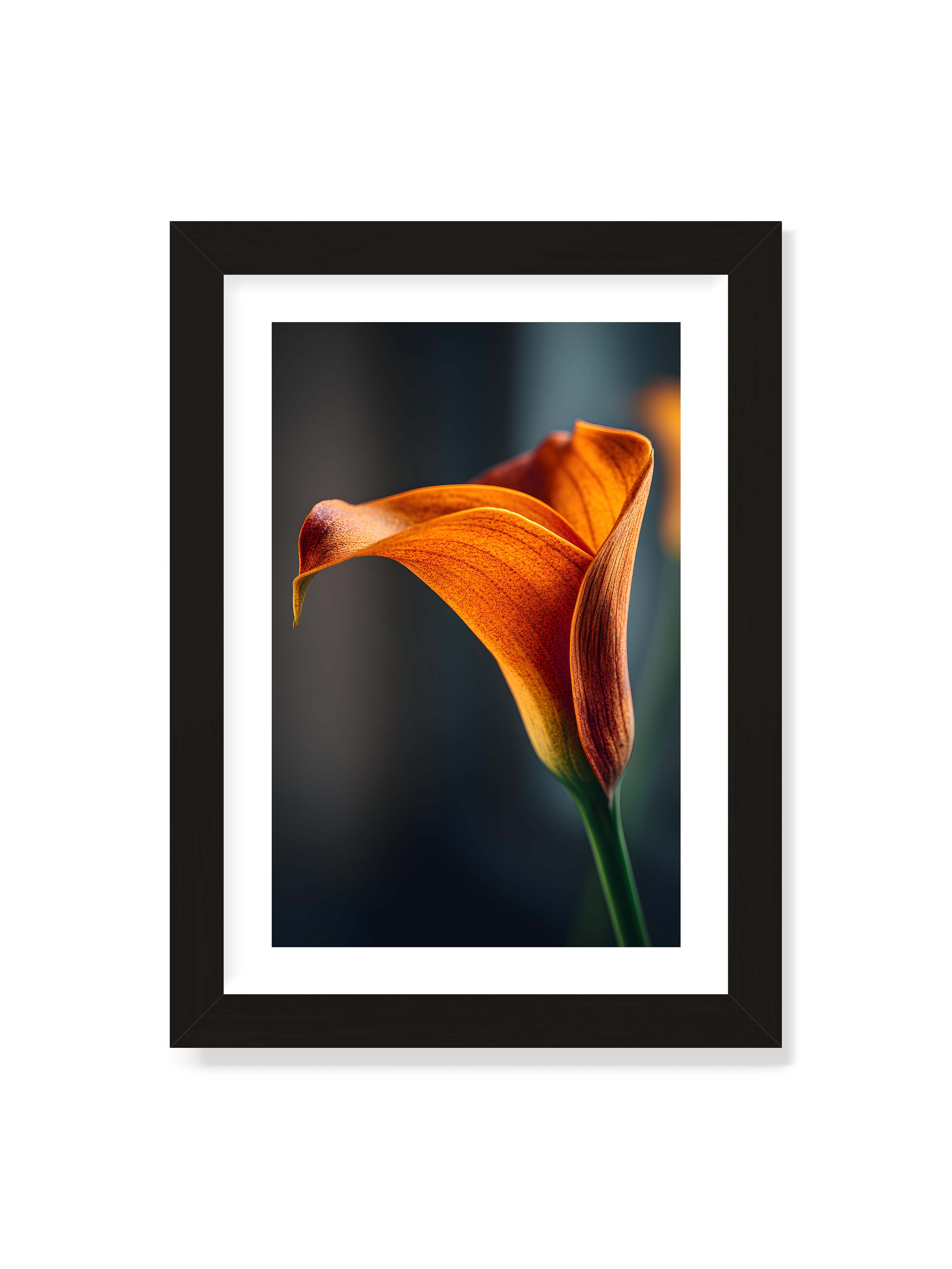 21x30 cm mit weißem Galerie-Rand mit schwarzem Rahmen – Orangefarbene Calla in Nahaufnahme mit warmem Lichtsaum und grünem Stiel vor dunklem, weichem Bokeh.