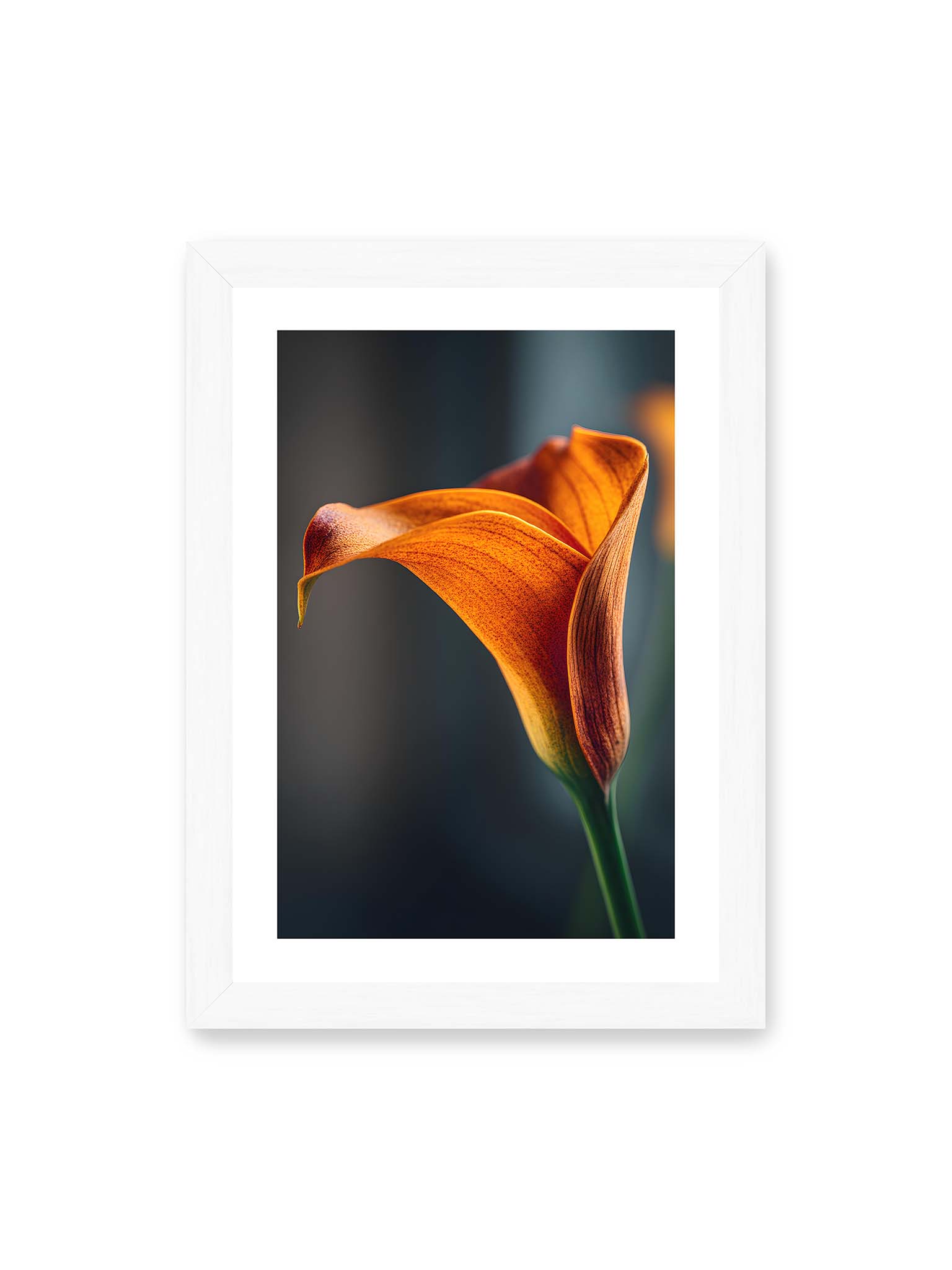 21x30 cm, weißer Galerie-Rand, weißer Rahmen – Orangefarbene Calla in Nahaufnahme mit warmem Lichtsaum und grünem Stiel vor dunklem, weichem Bokeh.