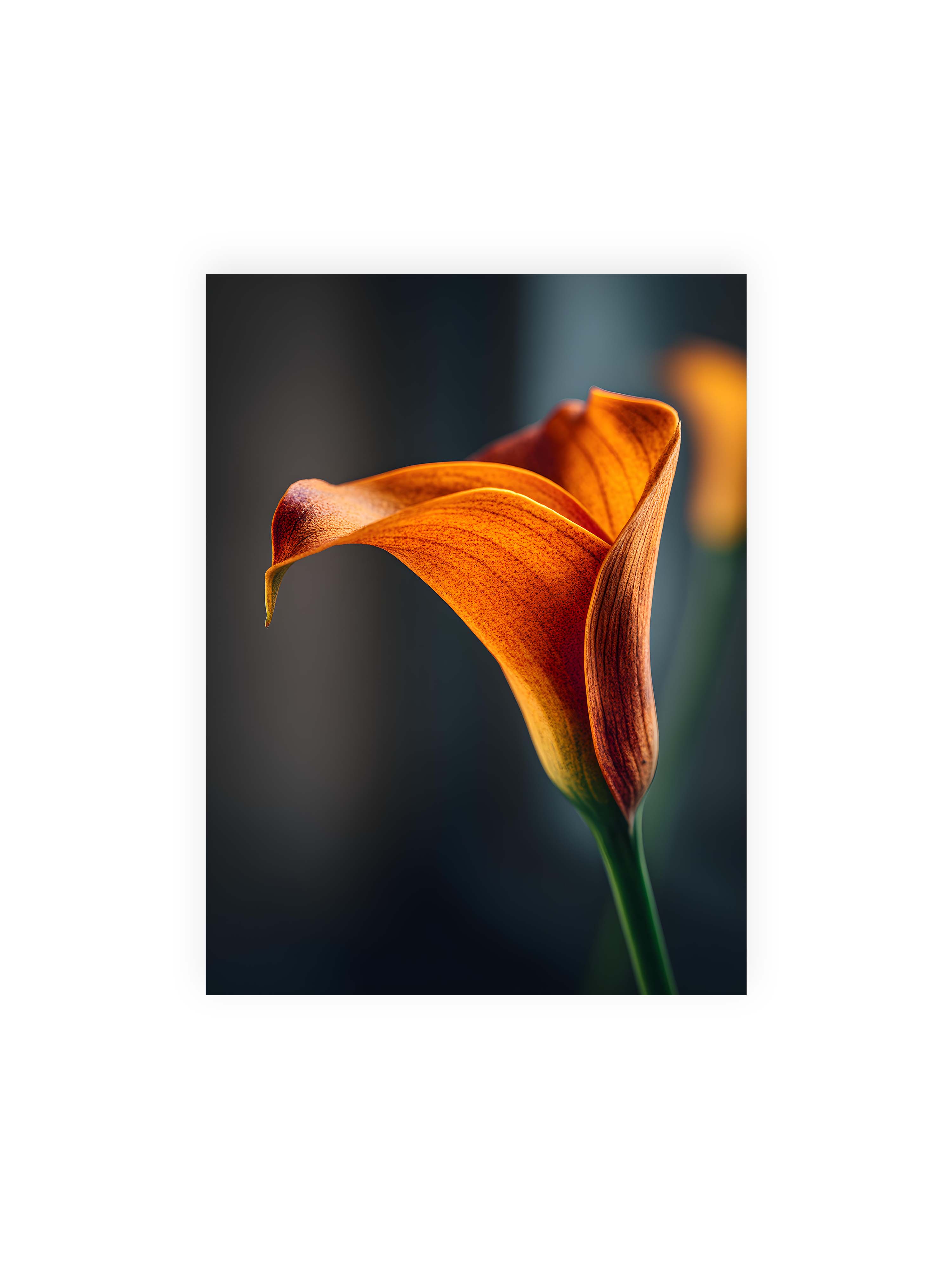 30x40 cm ohne Galerie-Rand ohne Rahmen – Orangefarbene Calla in Nahaufnahme mit warmem Lichtsaum und grünem Stiel vor dunklem, weichem Bokeh.