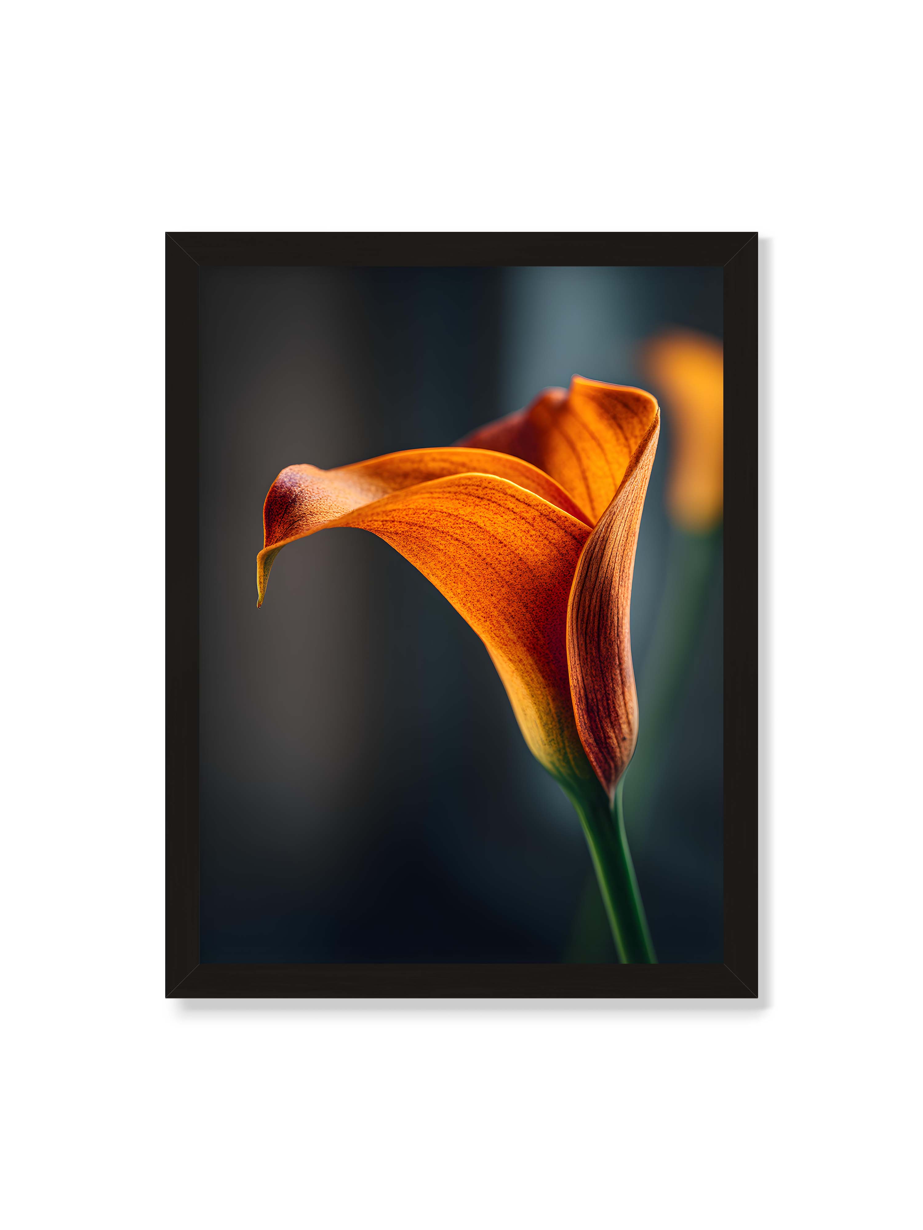 30x40 cm ohne Galerie-Rand mit schwarzem Rahmen – Orangefarbene Calla in Nahaufnahme mit warmem Lichtsaum und grünem Stiel vor dunklem, weichem Bokeh.
