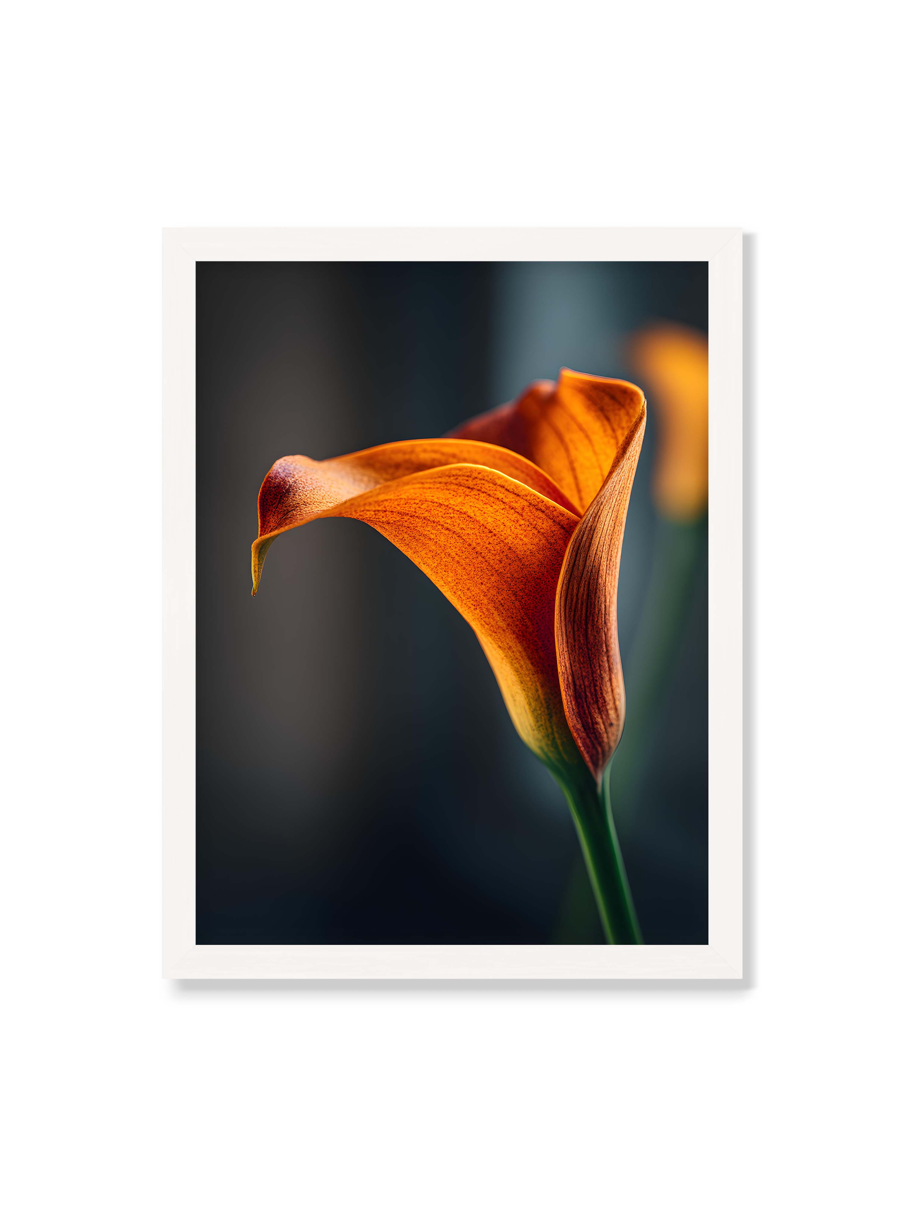 30x40 cm ohne Galerie-Rand mit weißem Rahmen – Orangefarbene Calla in Nahaufnahme mit warmem Lichtsaum und grünem Stiel vor dunklem, weichem Bokeh.