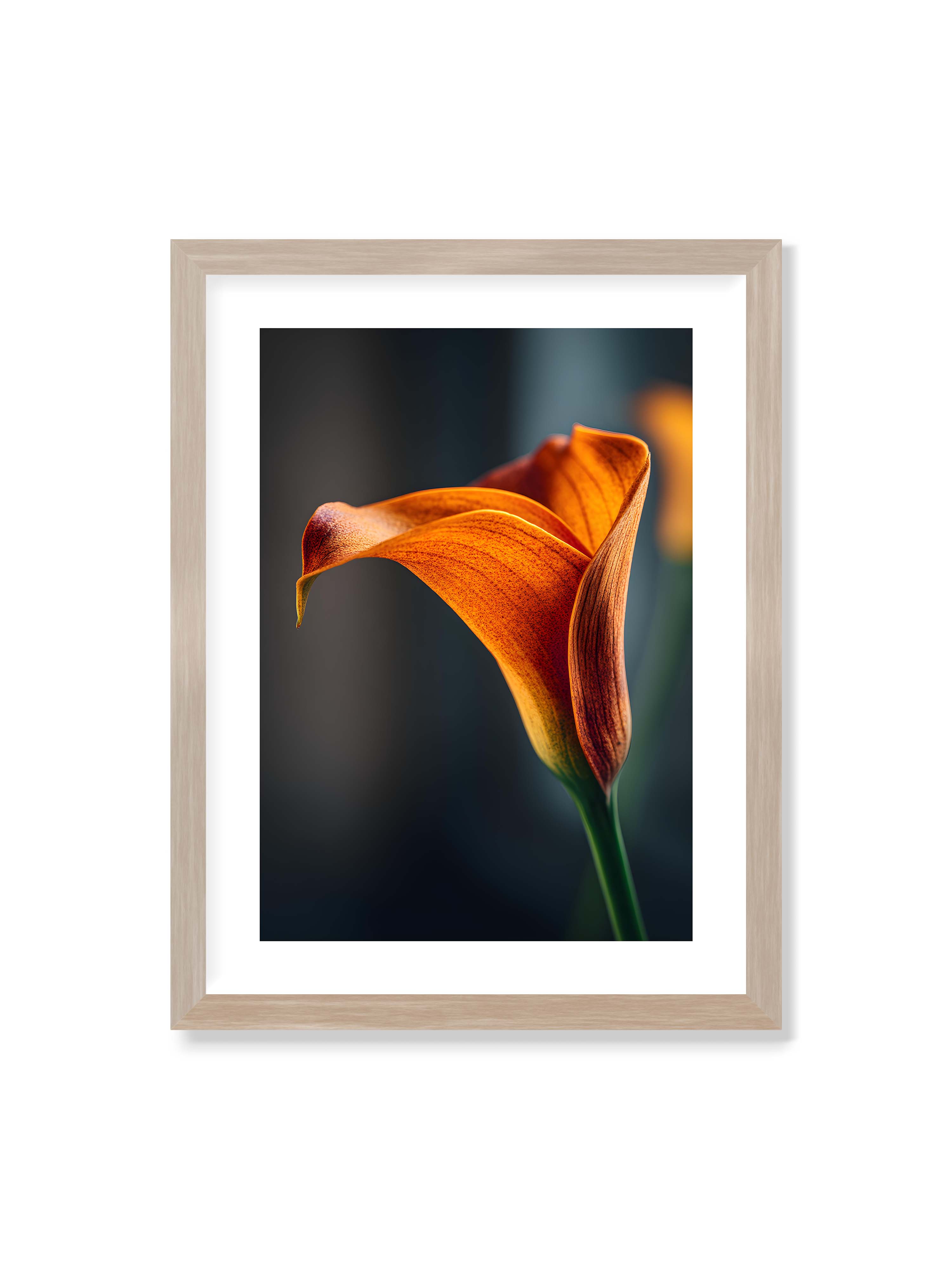 30x40 cm mit weißem Galerie-Rand im Eichenrahmen – Orangefarbene Calla in Nahaufnahme mit warmem Lichtsaum und grünem Stiel vor dunklem, weichem Bokeh.