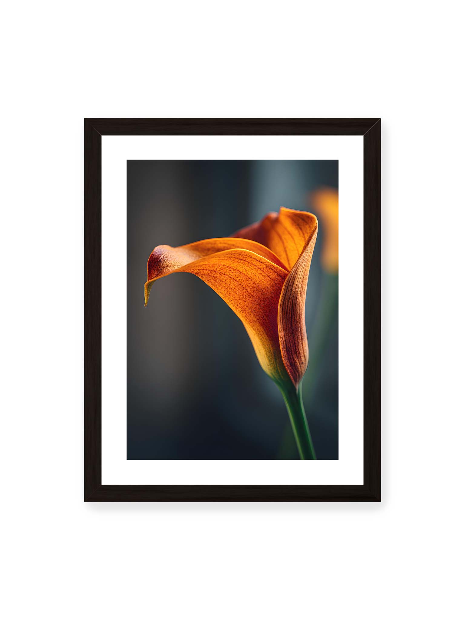30x40 cm, weißer Galerie-Rand, schwarzer Rahmen – Orangefarbene Calla in Nahaufnahme mit warmem Lichtsaum und grünem Stiel vor dunklem, weichem Bokeh.