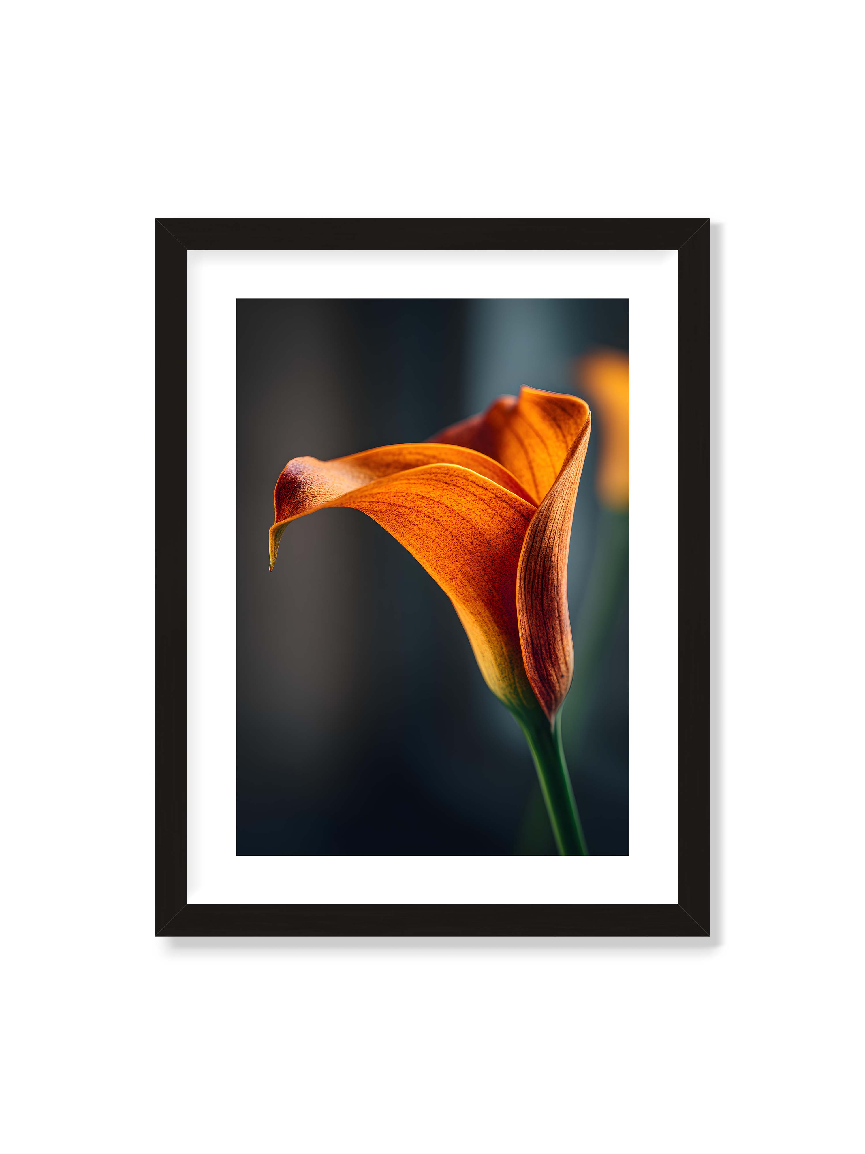 30x40 cm mit weißem Galerie-Rand mit schwarzem Rahmen – Orangefarbene Calla in Nahaufnahme mit warmem Lichtsaum und grünem Stiel vor dunklem, weichem Bokeh.