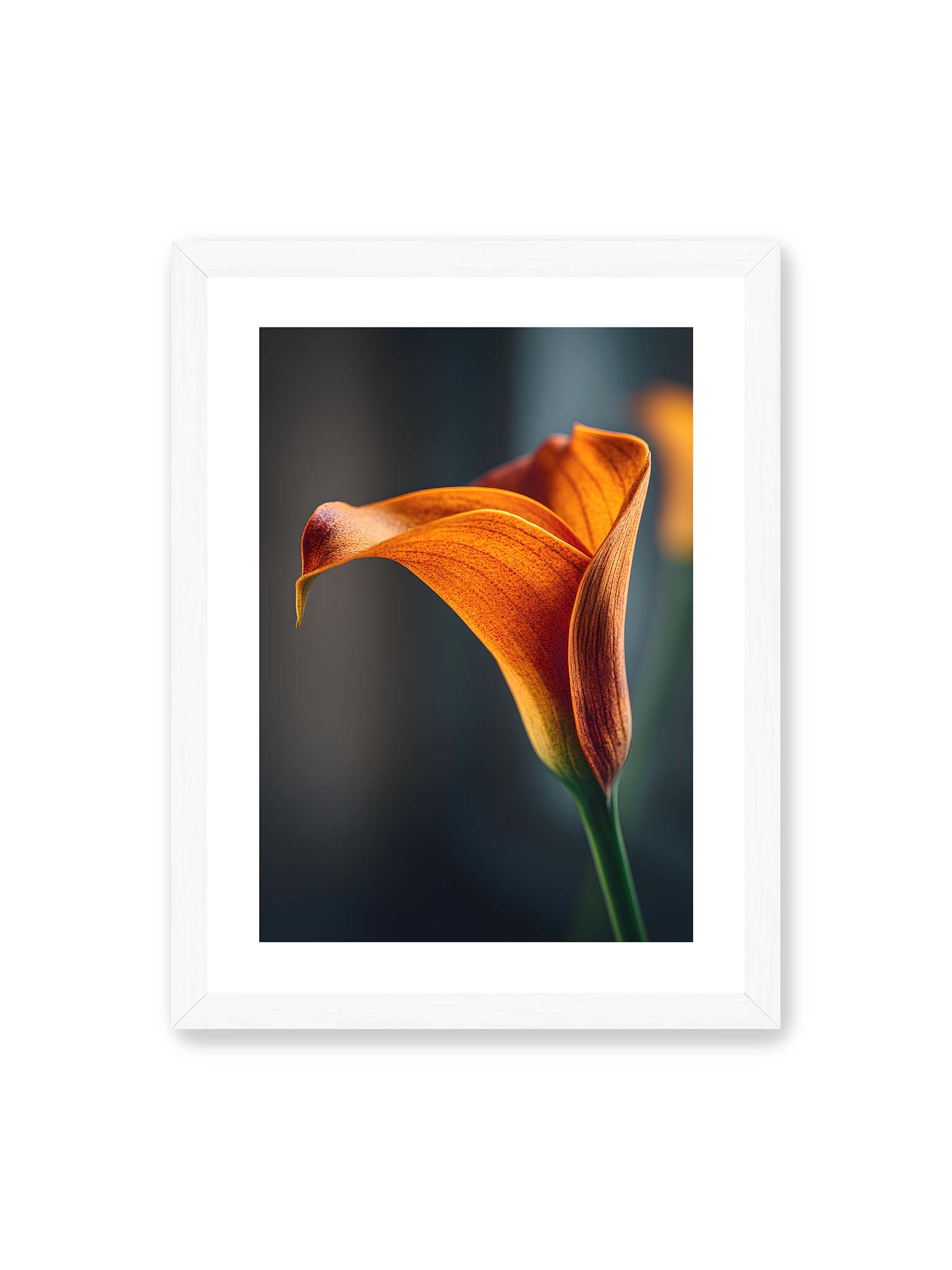 30x40 cm, weißer Galerie-Rand, weißer Rahmen – Orangefarbene Calla in Nahaufnahme mit warmem Lichtsaum und grünem Stiel vor dunklem, weichem Bokeh.