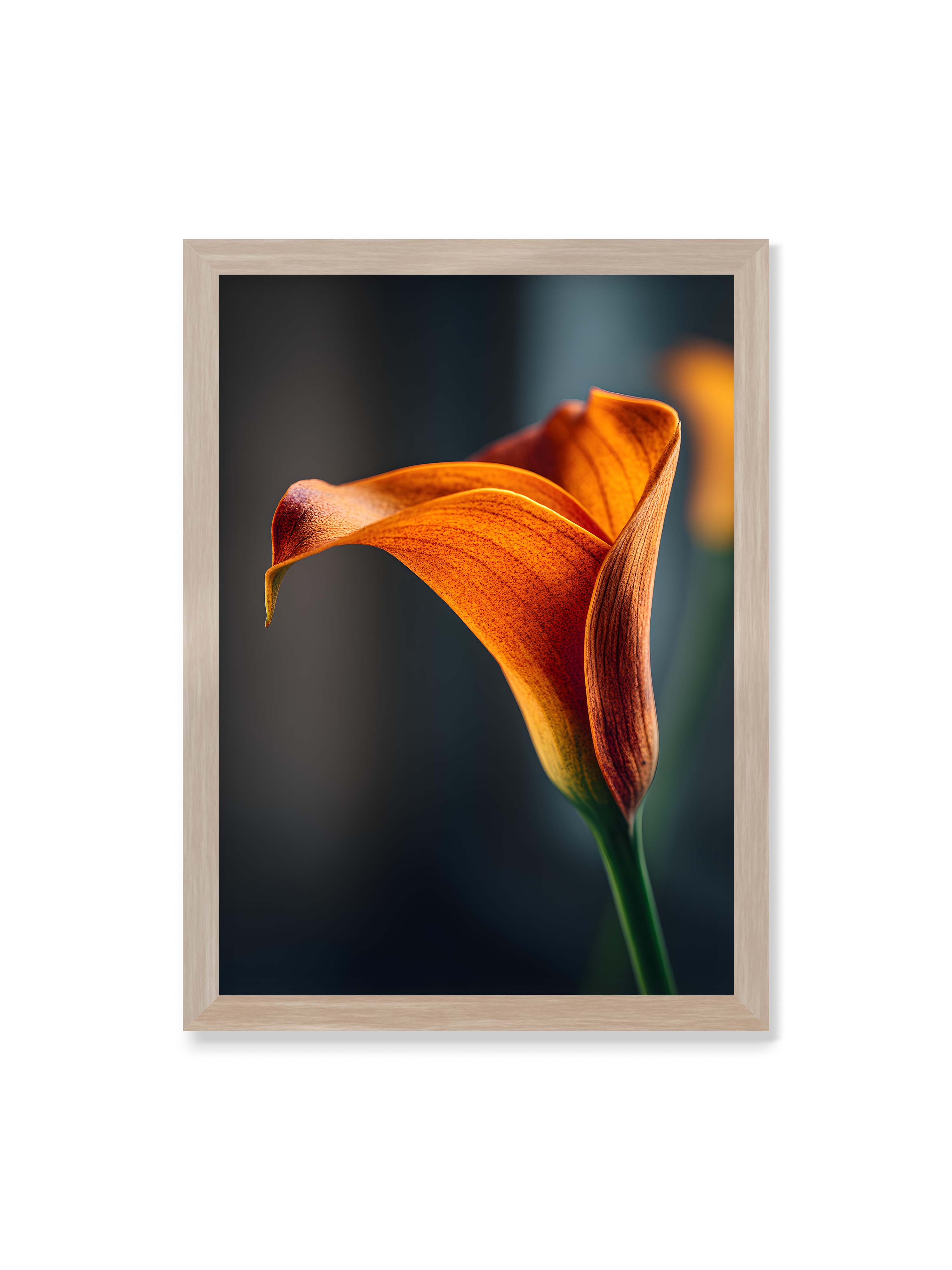 50x70 cm ohne Galerie-Rand im Eichenrahmen – Orangefarbene Calla in Nahaufnahme mit warmem Lichtsaum und grünem Stiel vor dunklem, weichem Bokeh.