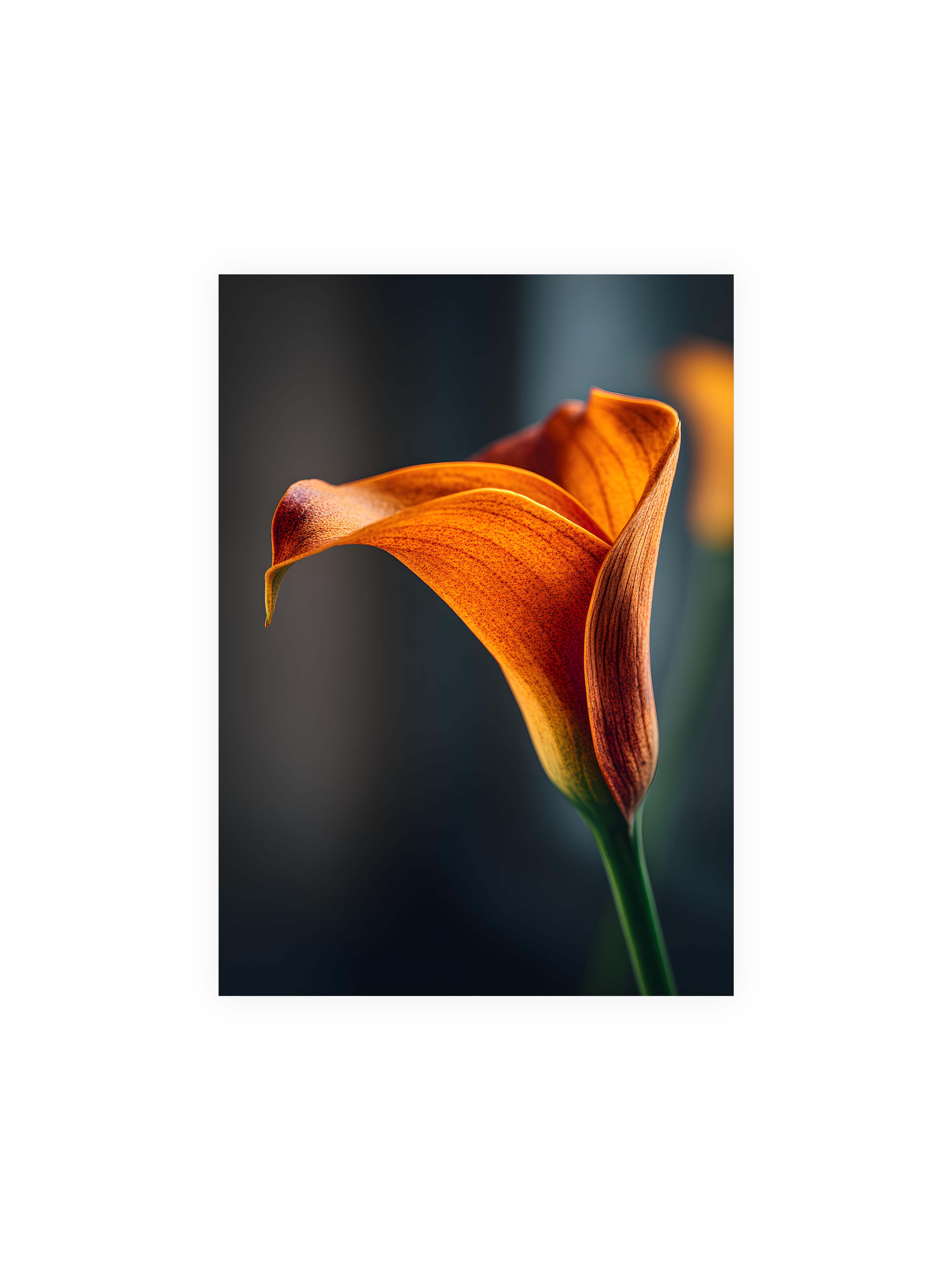 50x70 cm ohne Galerie-Rand ohne Rahmen – Orangefarbene Calla in Nahaufnahme mit warmem Lichtsaum und grünem Stiel vor dunklem, weichem Bokeh.