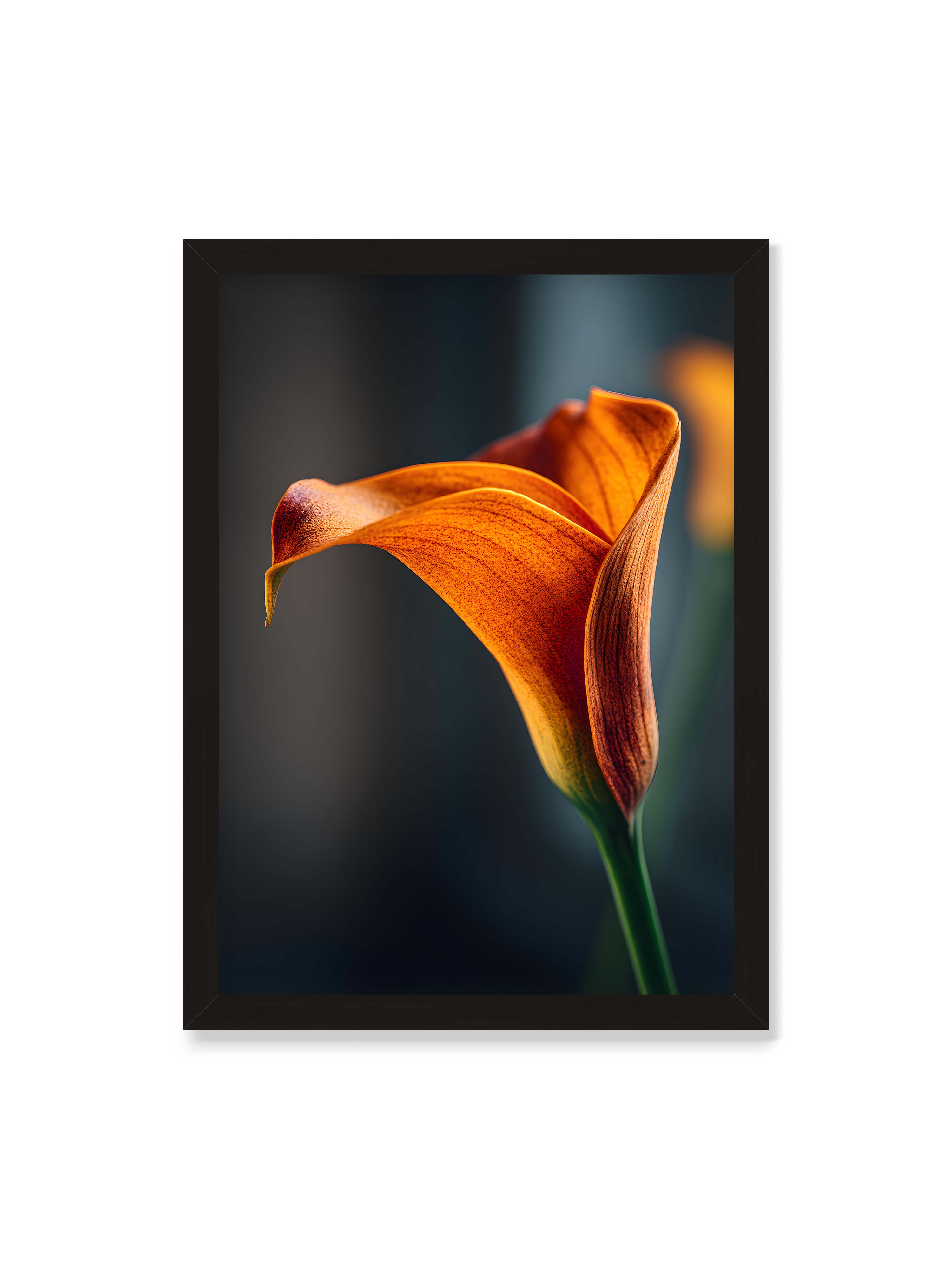 50x70 cm ohne Galerie-Rand mit schwarzem Rahmen – Orangefarbene Calla in Nahaufnahme mit warmem Lichtsaum und grünem Stiel vor dunklem, weichem Bokeh.