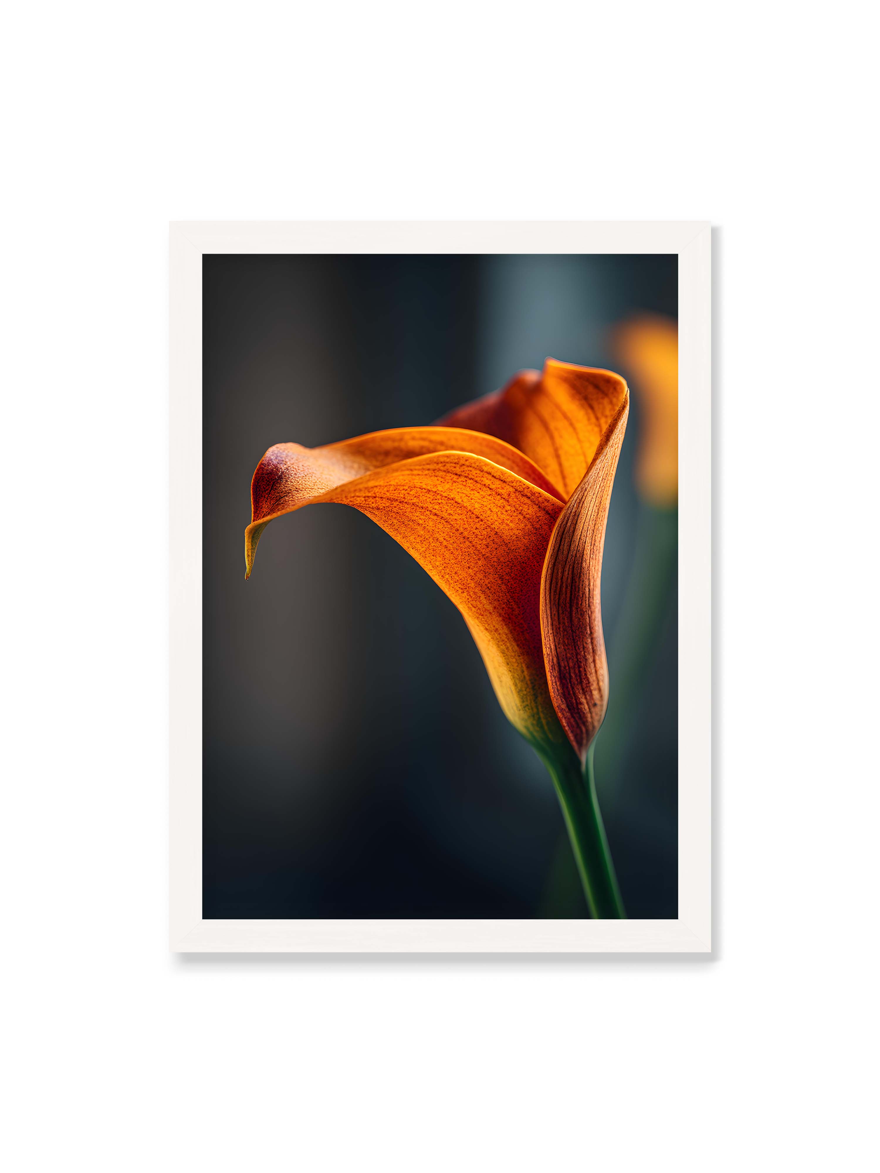 50x70 cm ohne Galerie-Rand mit weißem Rahmen – Orangefarbene Calla in Nahaufnahme mit warmem Lichtsaum und grünem Stiel vor dunklem, weichem Bokeh.