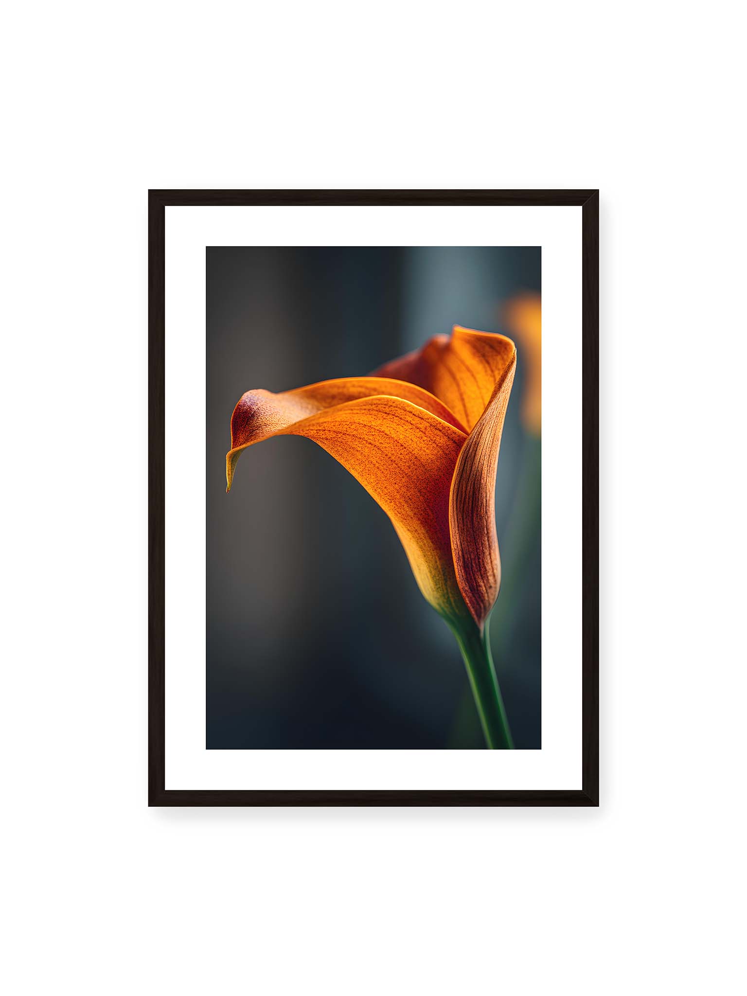 50x70 cm, weißer Galerie-Rand, schwarzer Rahmen – Orangefarbene Calla in Nahaufnahme mit warmem Lichtsaum und grünem Stiel vor dunklem, weichem Bokeh.