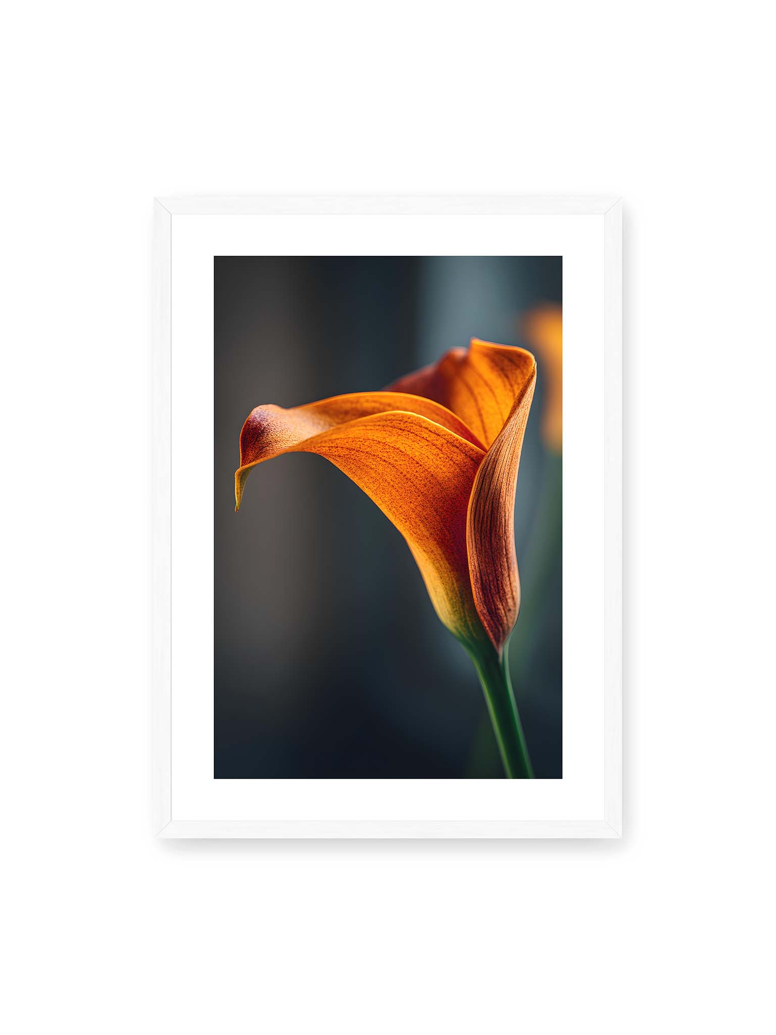 50x70 cm, weißer Galerie-Rand, weißer Rahmen – Orangefarbene Calla in Nahaufnahme mit warmem Lichtsaum und grünem Stiel vor dunklem, weichem Bokeh.