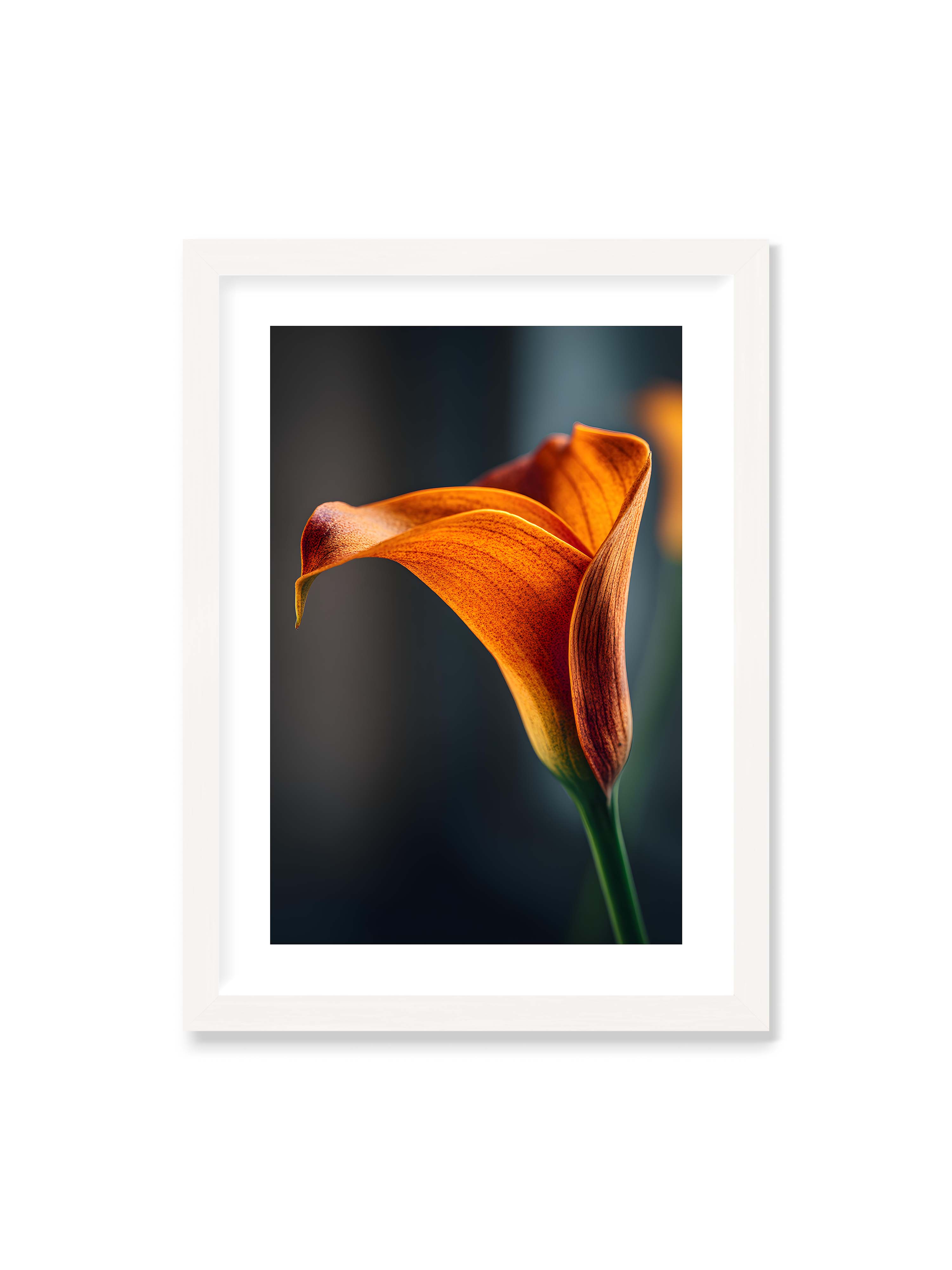 50x70 cm mit weißem Galerie-Rand mit weißem Rahmen – Orangefarbene Calla in Nahaufnahme mit warmem Lichtsaum und grünem Stiel vor dunklem, weichem Bokeh.