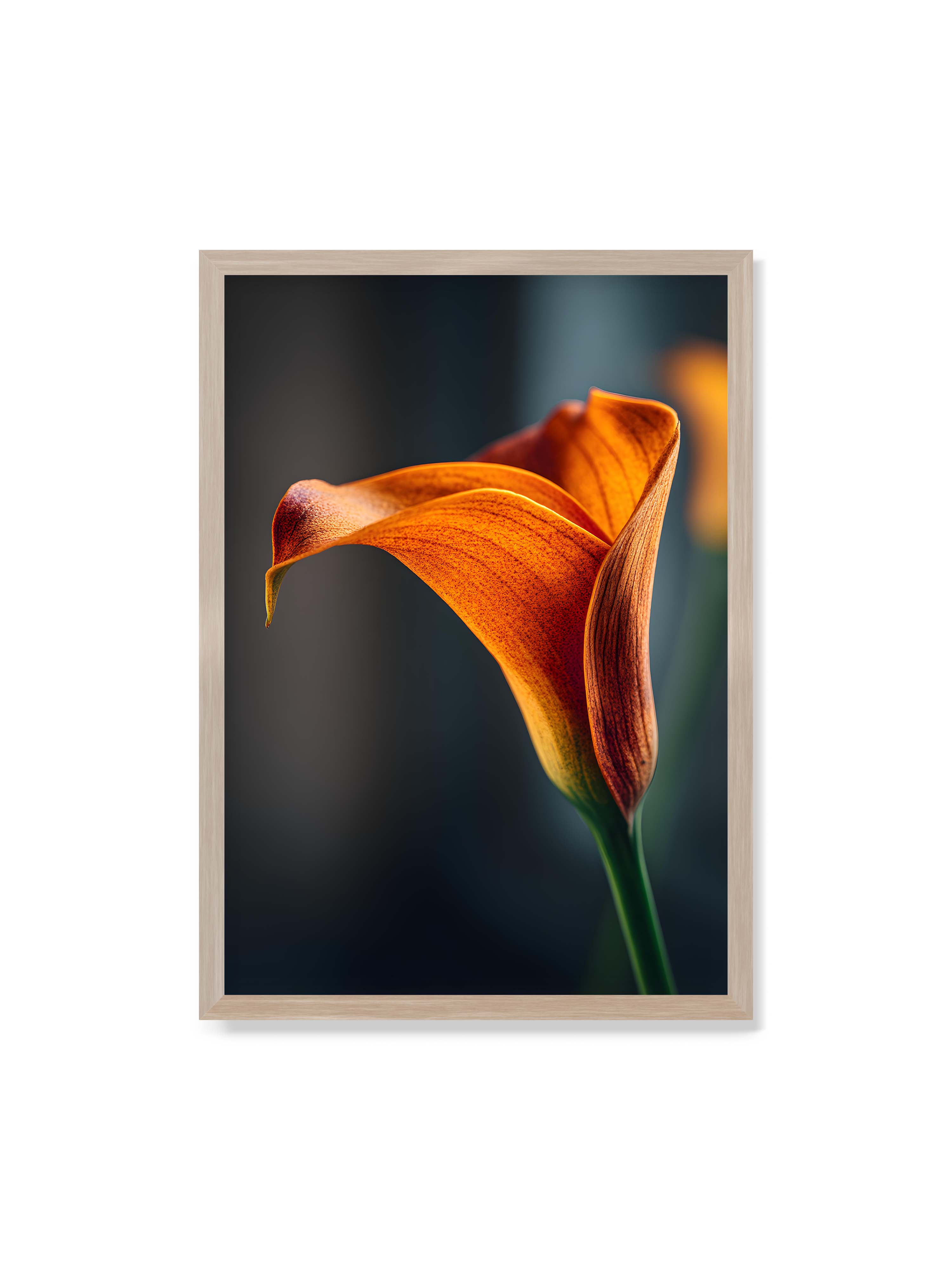 70x100 cm ohne Galerie-Rand im Eichenrahmen – Orangefarbene Calla in Nahaufnahme mit warmem Lichtsaum und grünem Stiel vor dunklem, weichem Bokeh.