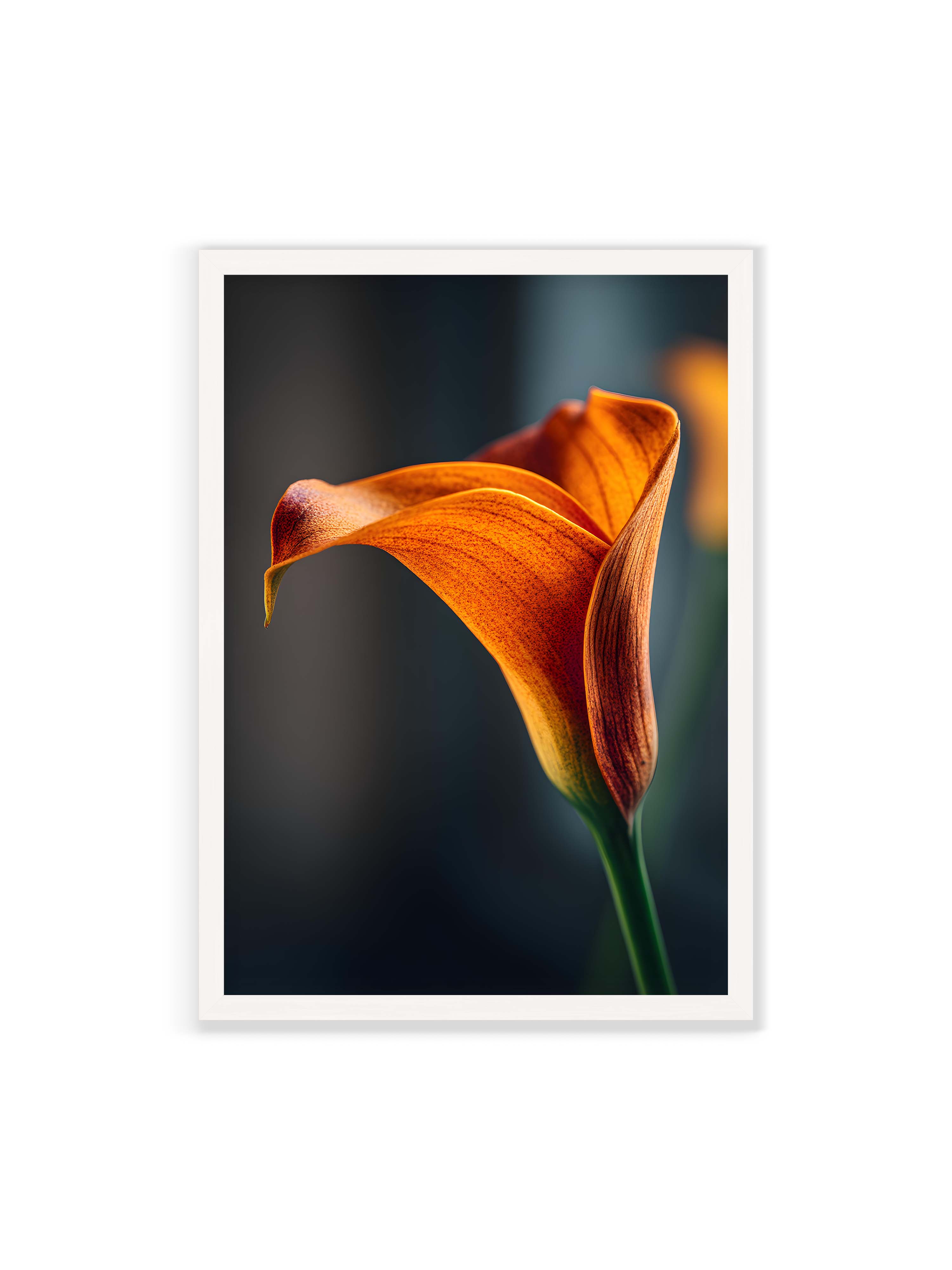 70x100 cm ohne Galerie-Rand mit weißem Rahmen – Orangefarbene Calla in Nahaufnahme mit warmem Lichtsaum und grünem Stiel vor dunklem, weichem Bokeh.