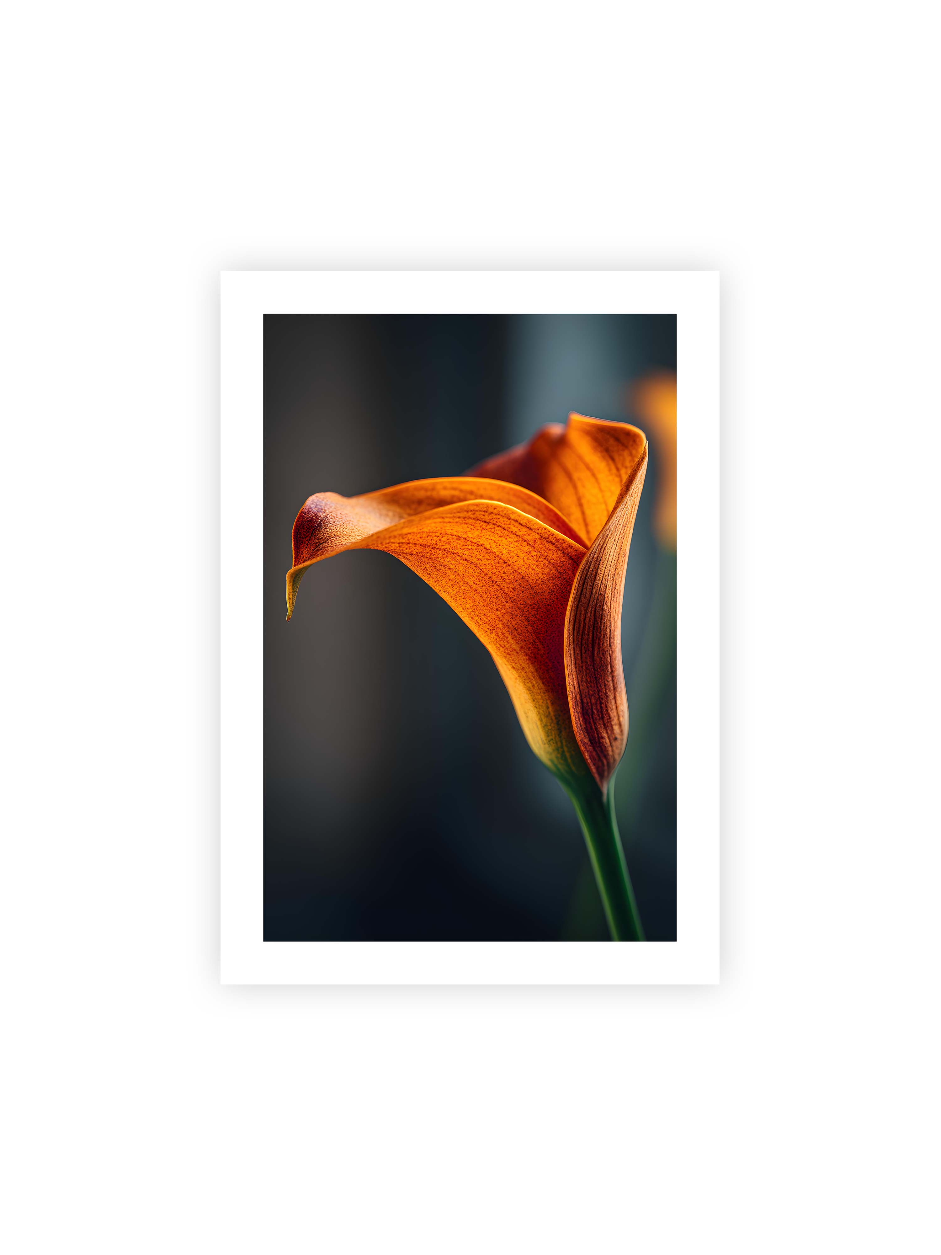 70x100 cm mit weißem Galerie-Rand ohne Rahmen – Orangefarbene Calla in Nahaufnahme mit warmem Lichtsaum und grünem Stiel vor dunklem, weichem Bokeh.