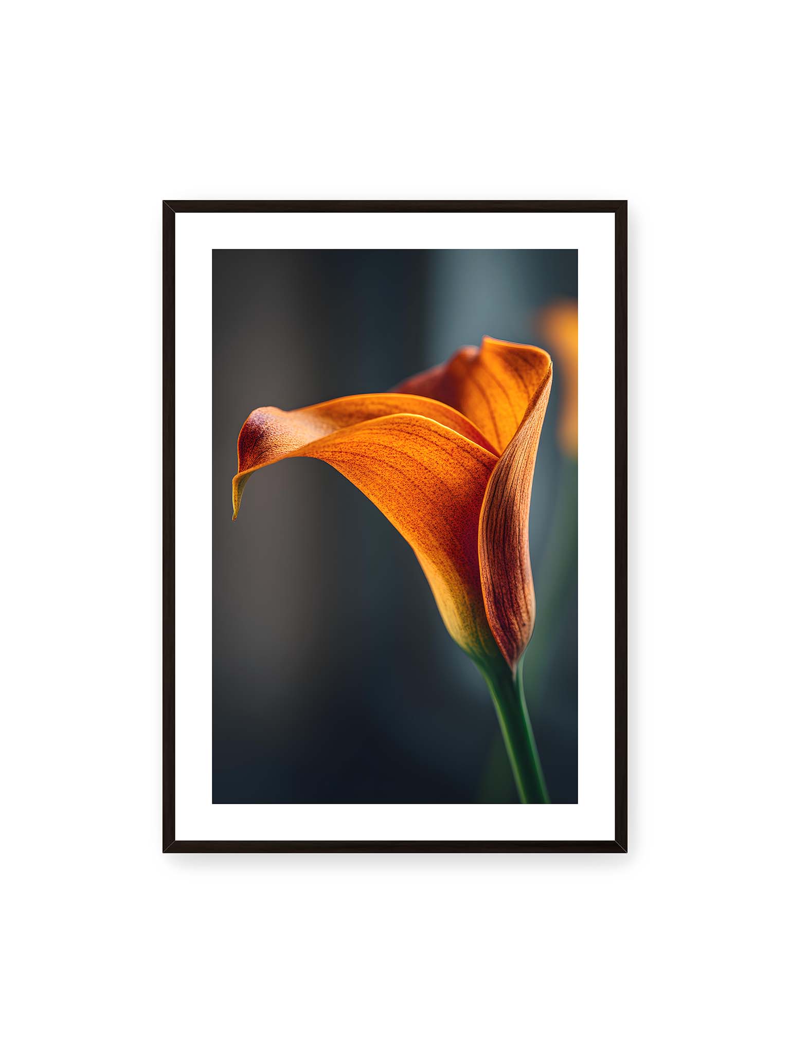 70x100 cm, weißer Galerie-Rand, schwarzer Rahmen – Orangefarbene Calla in Nahaufnahme mit warmem Lichtsaum und grünem Stiel vor dunklem, weichem Bokeh.