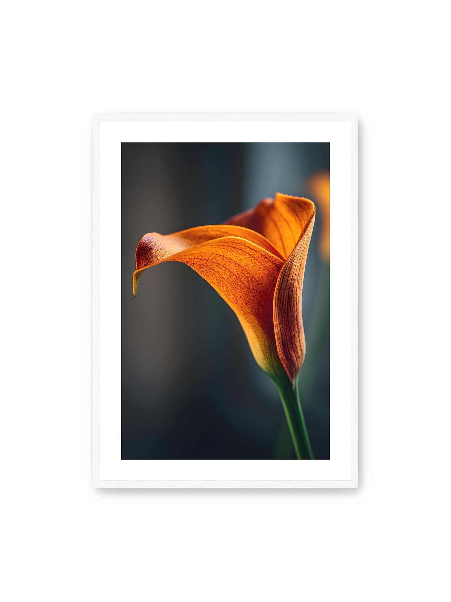 70x100 cm, weißer Galerie-Rand, weißer Rahmen – Orangefarbene Calla in Nahaufnahme mit warmem Lichtsaum und grünem Stiel vor dunklem, weichem Bokeh.