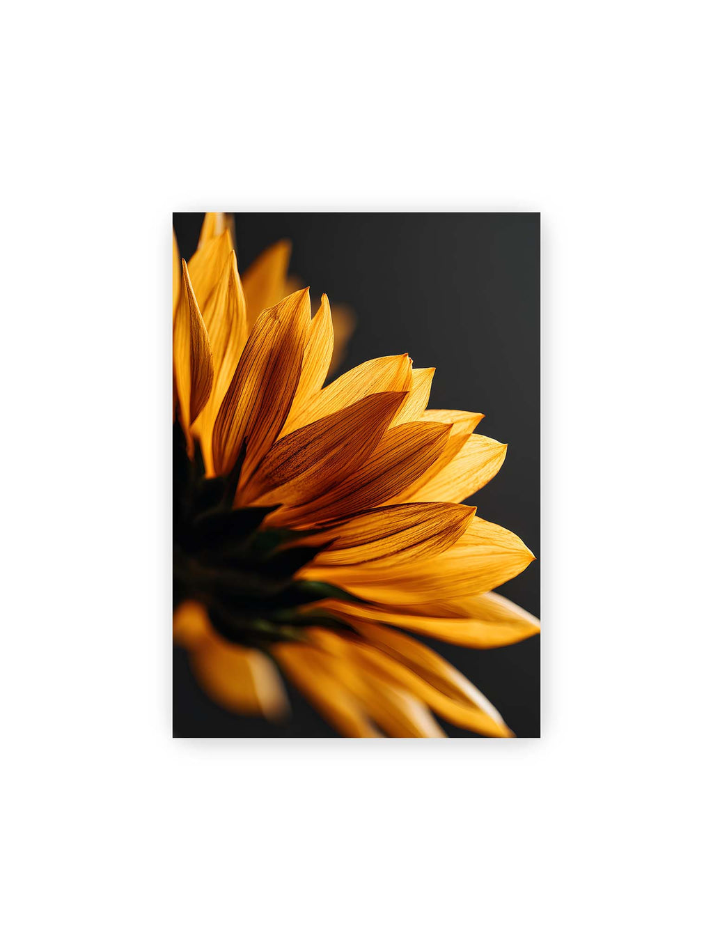 21x30 cm – Nahaufnahme goldener Sonnenblumenblätter mit sichtbarer Textur, seitlich beleuchtet vor dunklem Hintergrund.