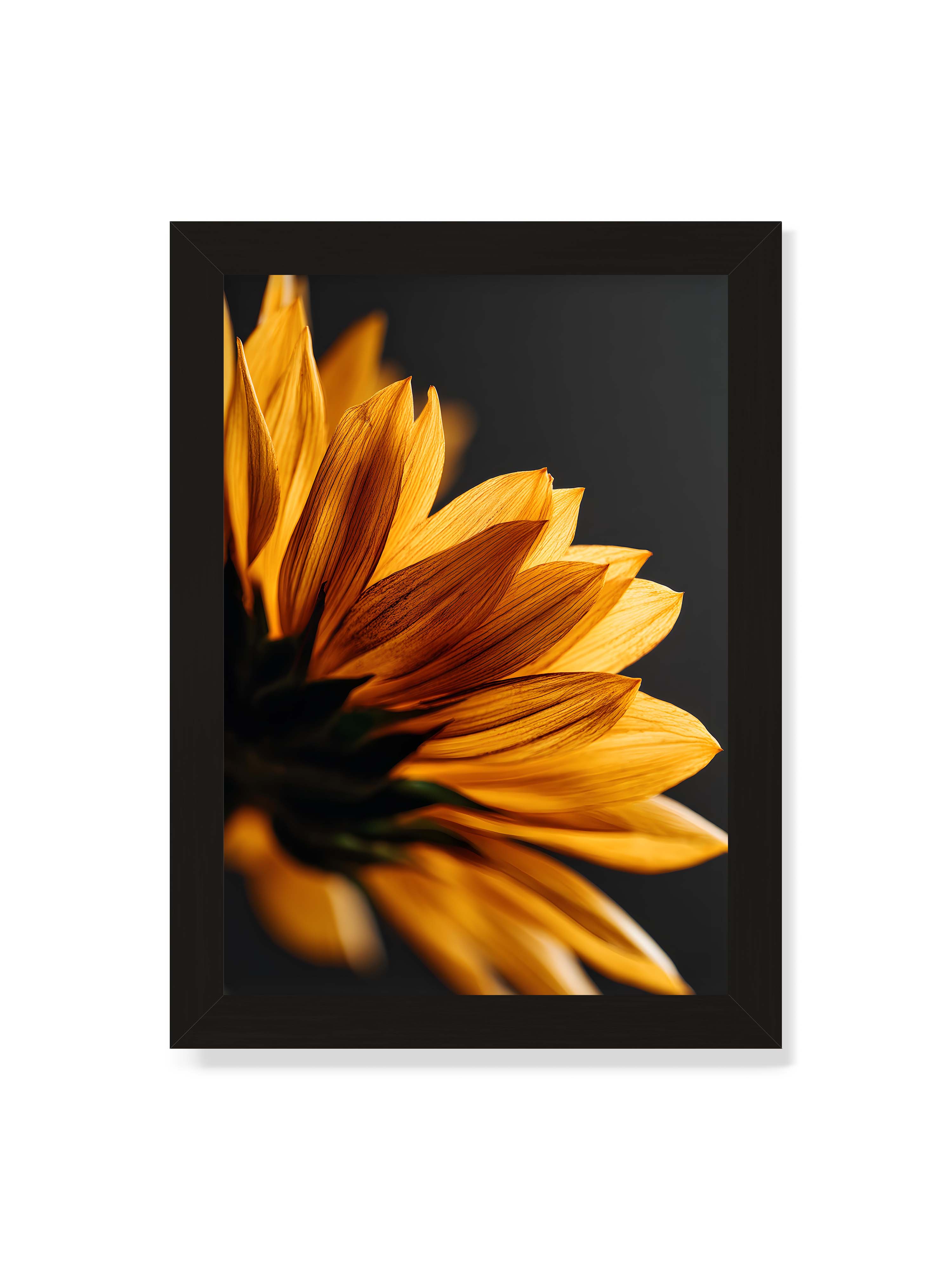 21x30 cm ohne Galerie-Rand mit schwarzem Rahmen – Nahaufnahme goldener Sonnenblumenblätter mit sichtbarer Textur, seitlich beleuchtet vor dunklem Hintergrund.