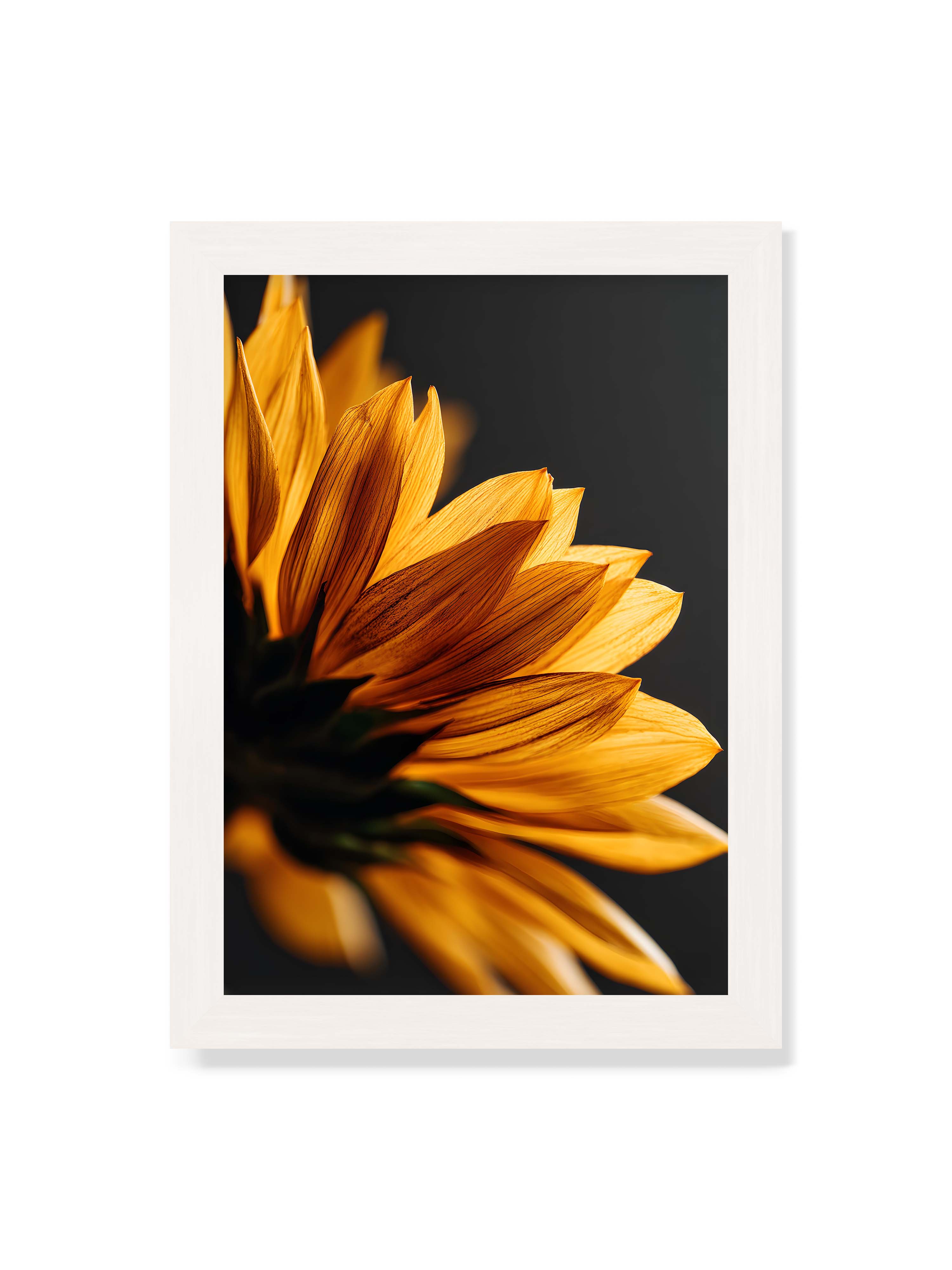 21x30 cm ohne Galerie-Rand mit weißem Rahmen – Nahaufnahme goldener Sonnenblumenblätter mit sichtbarer Textur, seitlich beleuchtet vor dunklem Hintergrund.