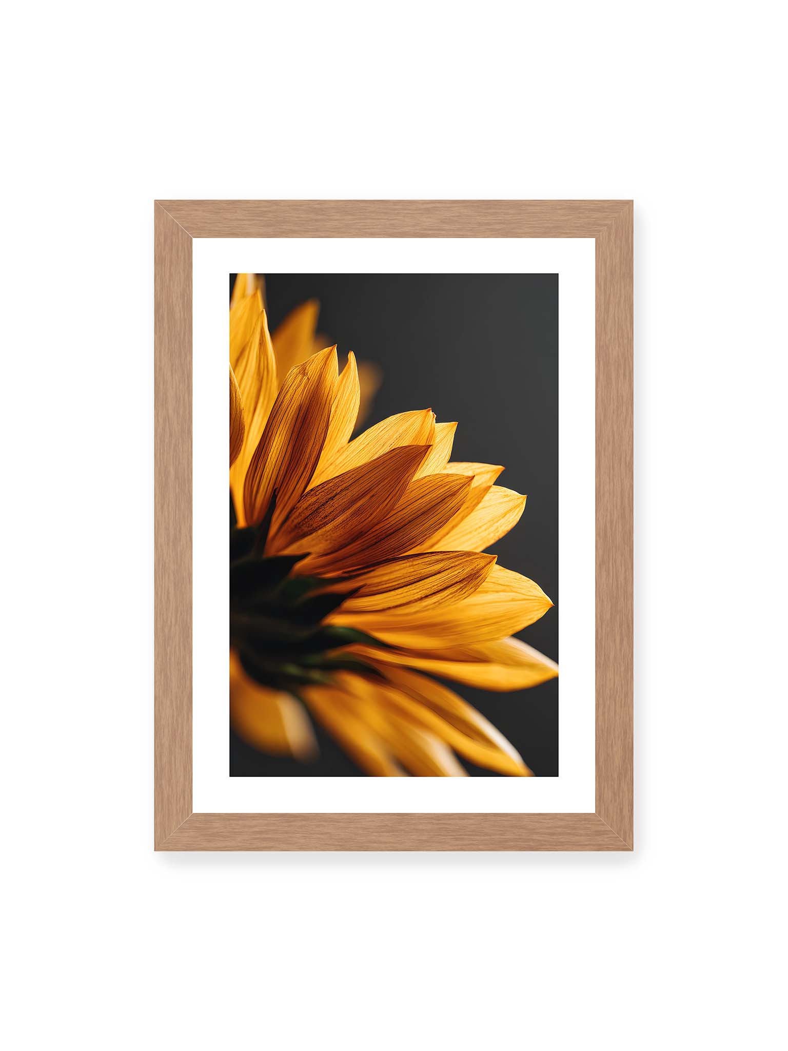 21x30 cm, weißer Galerie-Rand, Eichenrahmen – Nahaufnahme goldener Sonnenblumenblätter mit sichtbarer Textur, seitlich beleuchtet vor dunklem Hintergrund.
