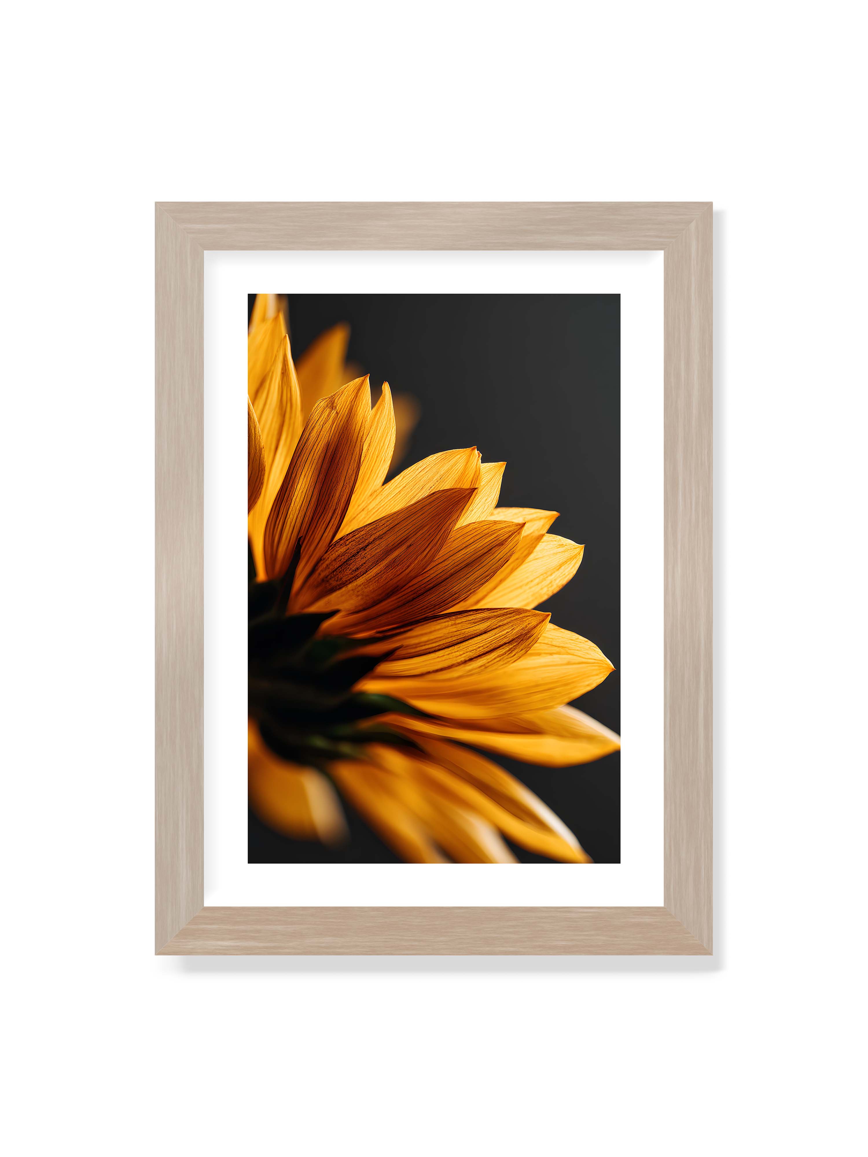 21x30 cm mit weißem Galerie-Rand im Eichenrahmen – Nahaufnahme goldener Sonnenblumenblätter mit sichtbarer Textur, seitlich beleuchtet vor dunklem Hintergrund.