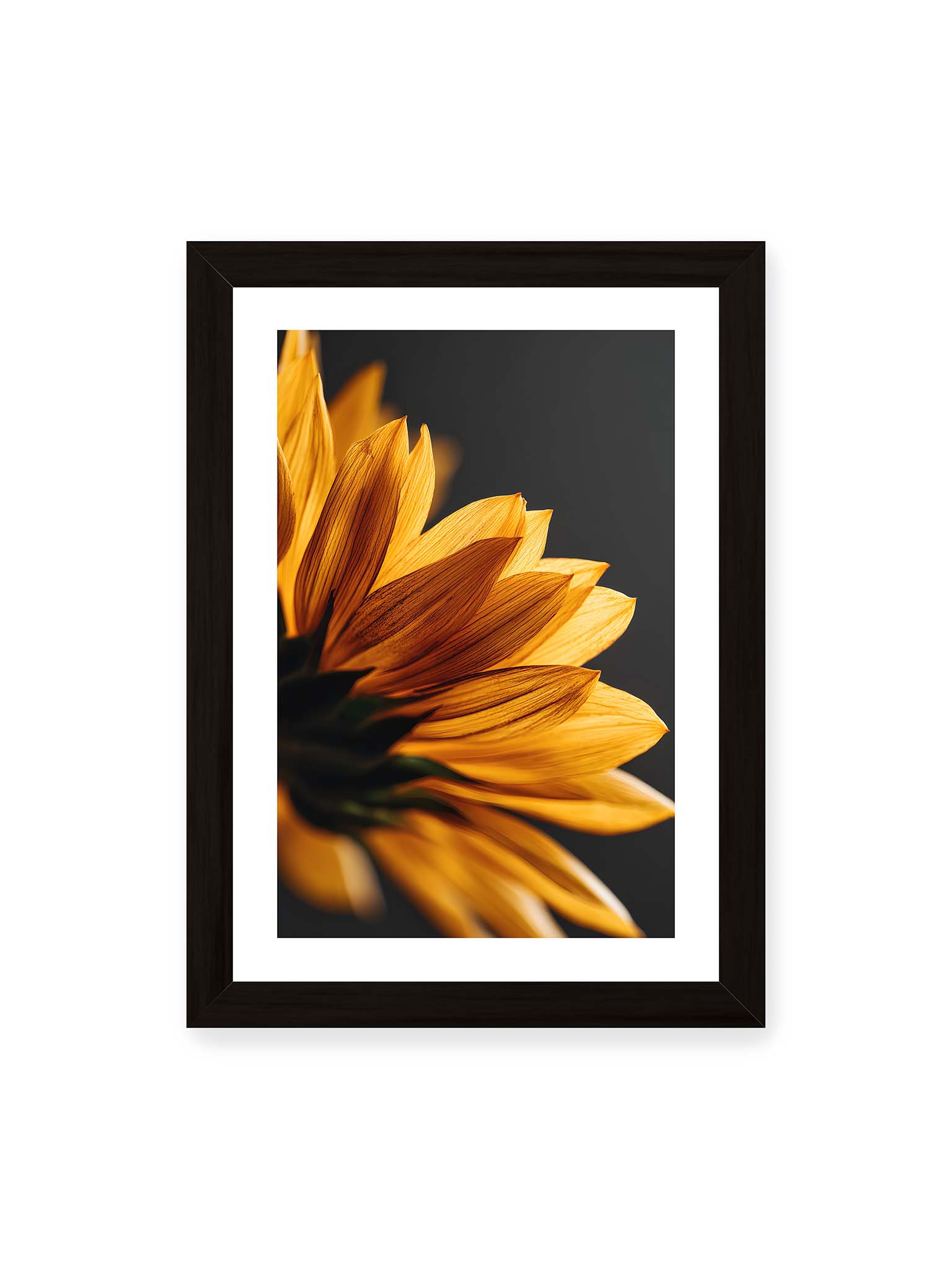 21x30 cm, weißer Galerie-Rand, schwarzer Rahmen – Nahaufnahme goldener Sonnenblumenblätter mit sichtbarer Textur, seitlich beleuchtet vor dunklem Hintergrund.
