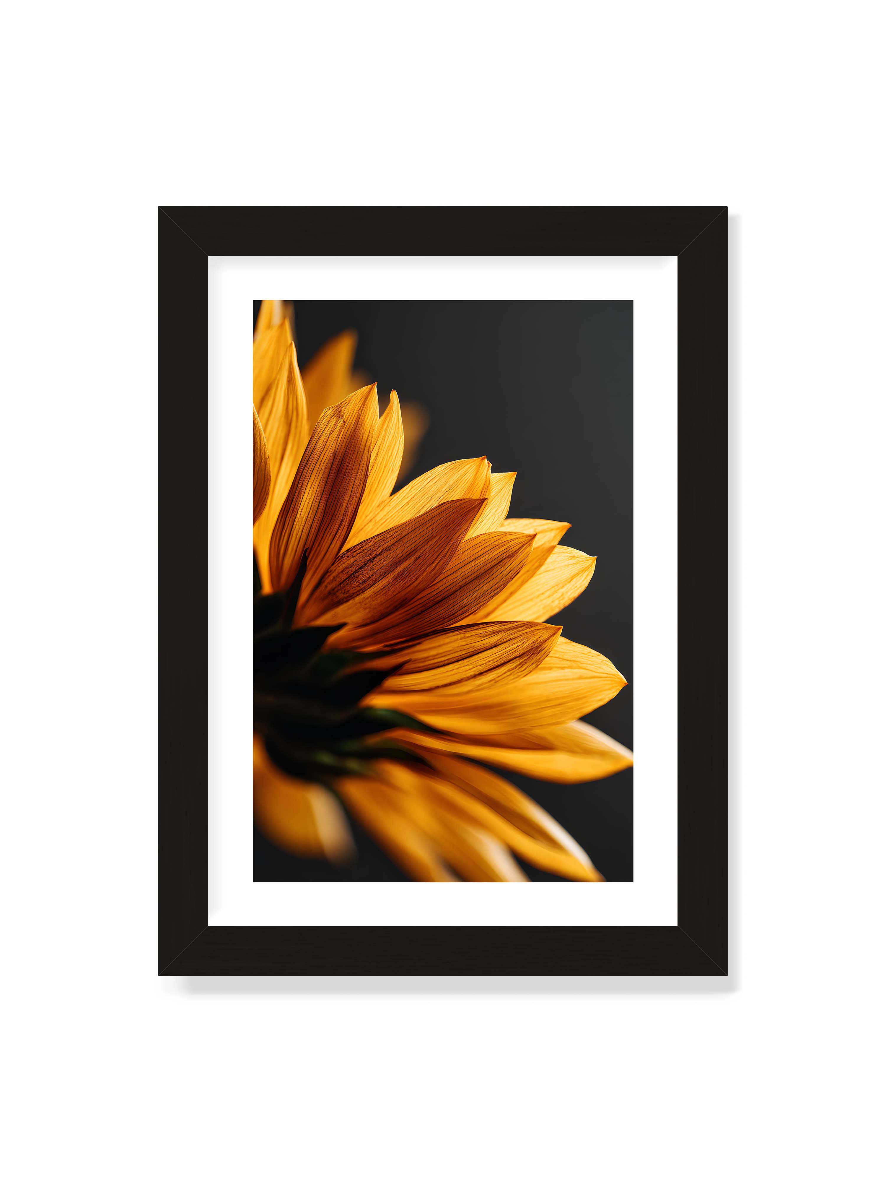 21x30 cm mit weißem Galerie-Rand mit schwarzem Rahmen – Nahaufnahme goldener Sonnenblumenblätter mit sichtbarer Textur, seitlich beleuchtet vor dunklem Hintergrund.