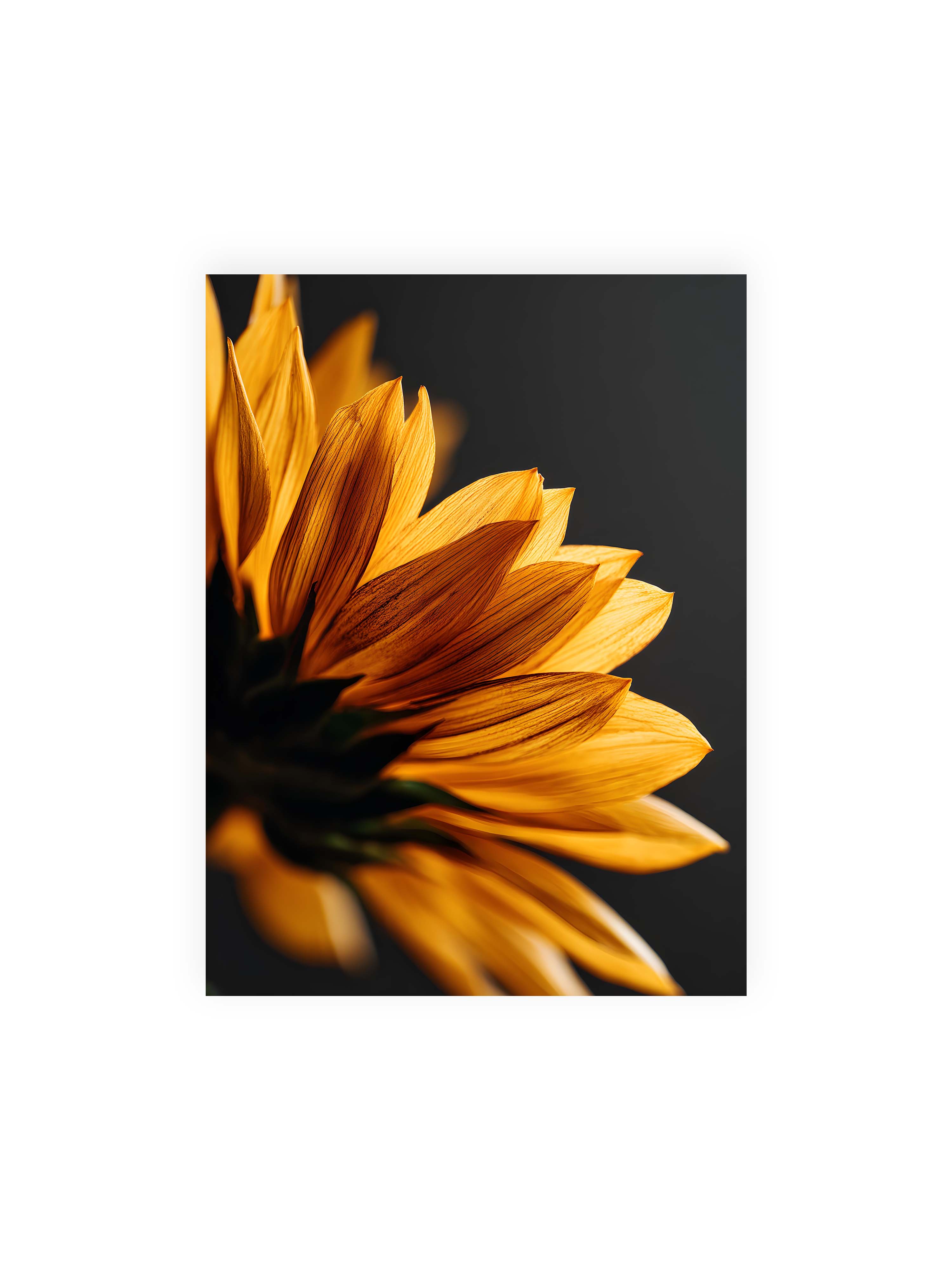 30x40 cm ohne Galerie-Rand ohne Rahmen – Nahaufnahme goldener Sonnenblumenblätter mit sichtbarer Textur, seitlich beleuchtet vor dunklem Hintergrund.
