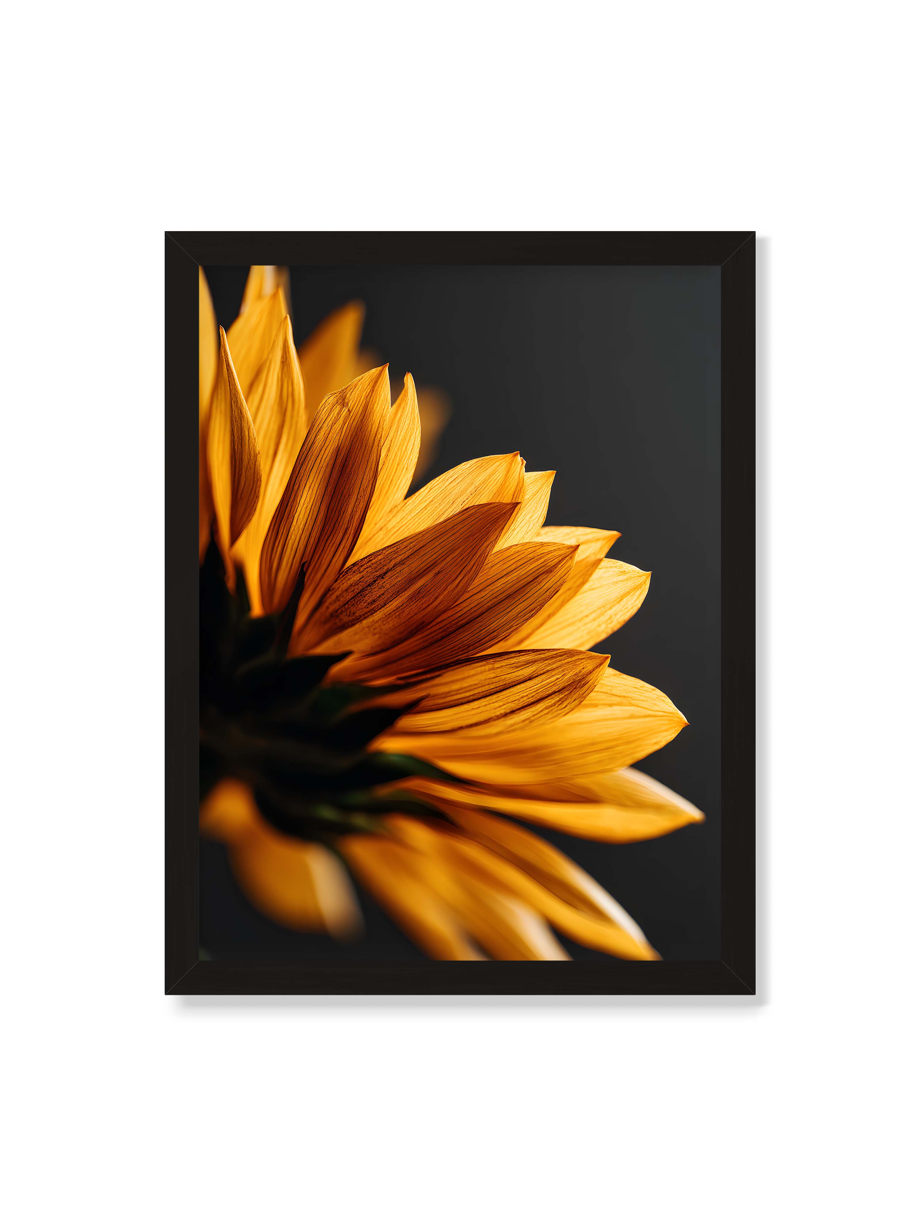 30x40 cm ohne Galerie-Rand mit schwarzem Rahmen – Nahaufnahme goldener Sonnenblumenblätter mit sichtbarer Textur, seitlich beleuchtet vor dunklem Hintergrund.