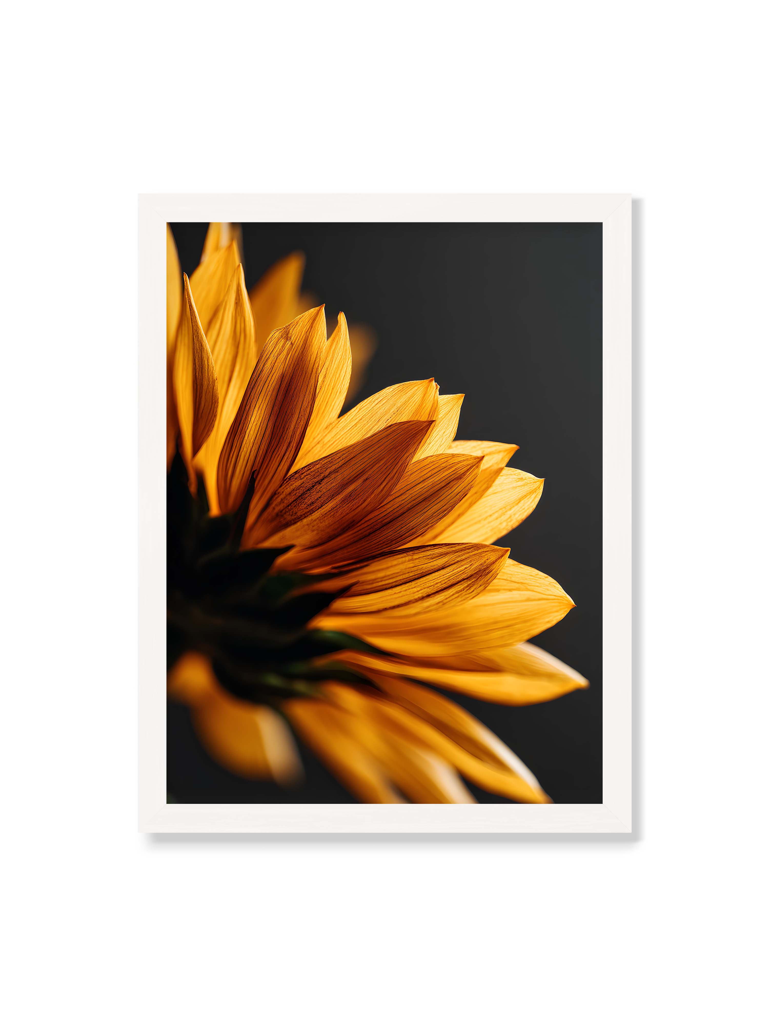 30x40 cm ohne Galerie-Rand mit weißem Rahmen – Nahaufnahme goldener Sonnenblumenblätter mit sichtbarer Textur, seitlich beleuchtet vor dunklem Hintergrund.