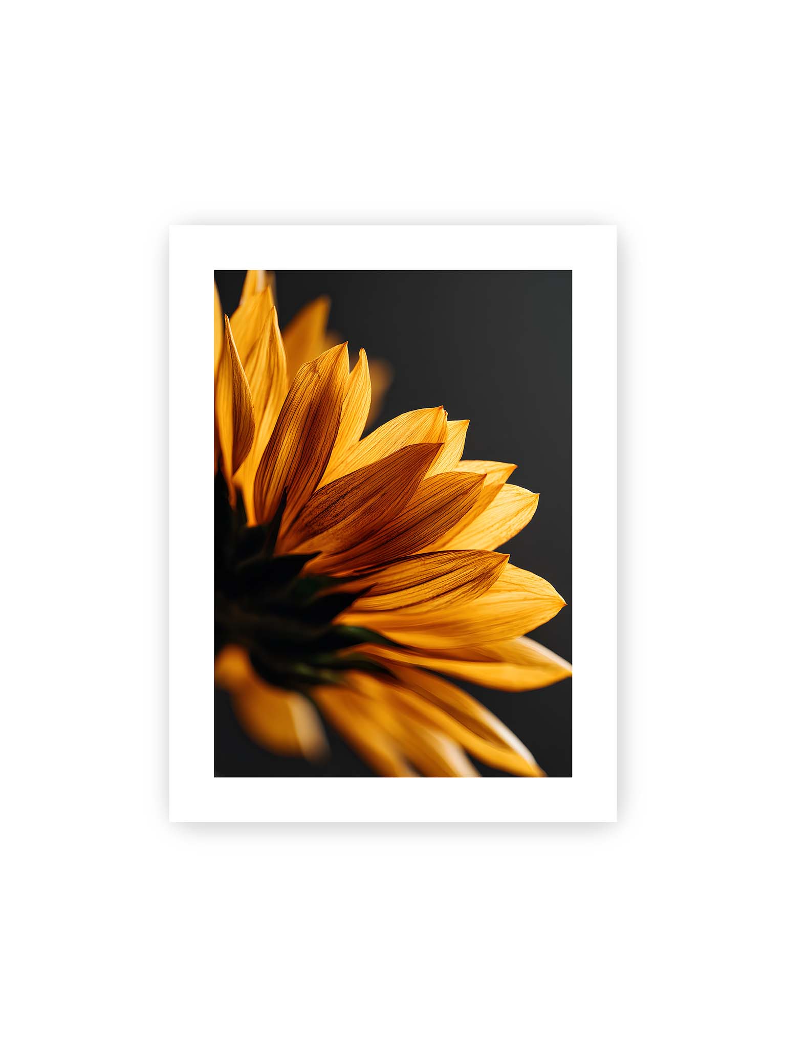 30x40 cm, weißer Galerie-Rand – Nahaufnahme goldener Sonnenblumenblätter mit sichtbarer Textur, seitlich beleuchtet vor dunklem Hintergrund.
