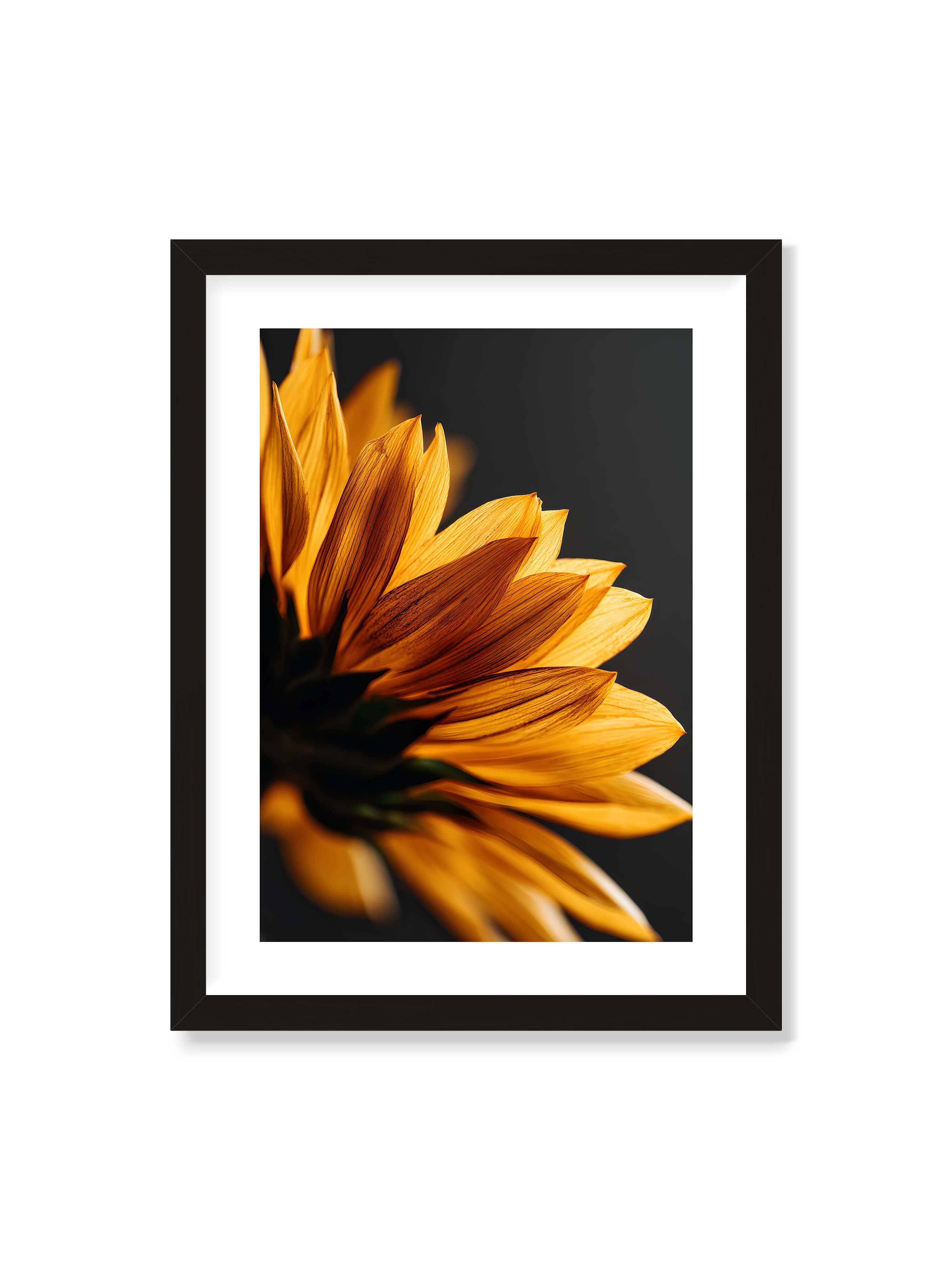 30x40 cm mit weißem Galerie-Rand mit schwarzem Rahmen – Nahaufnahme goldener Sonnenblumenblätter mit sichtbarer Textur, seitlich beleuchtet vor dunklem Hintergrund.