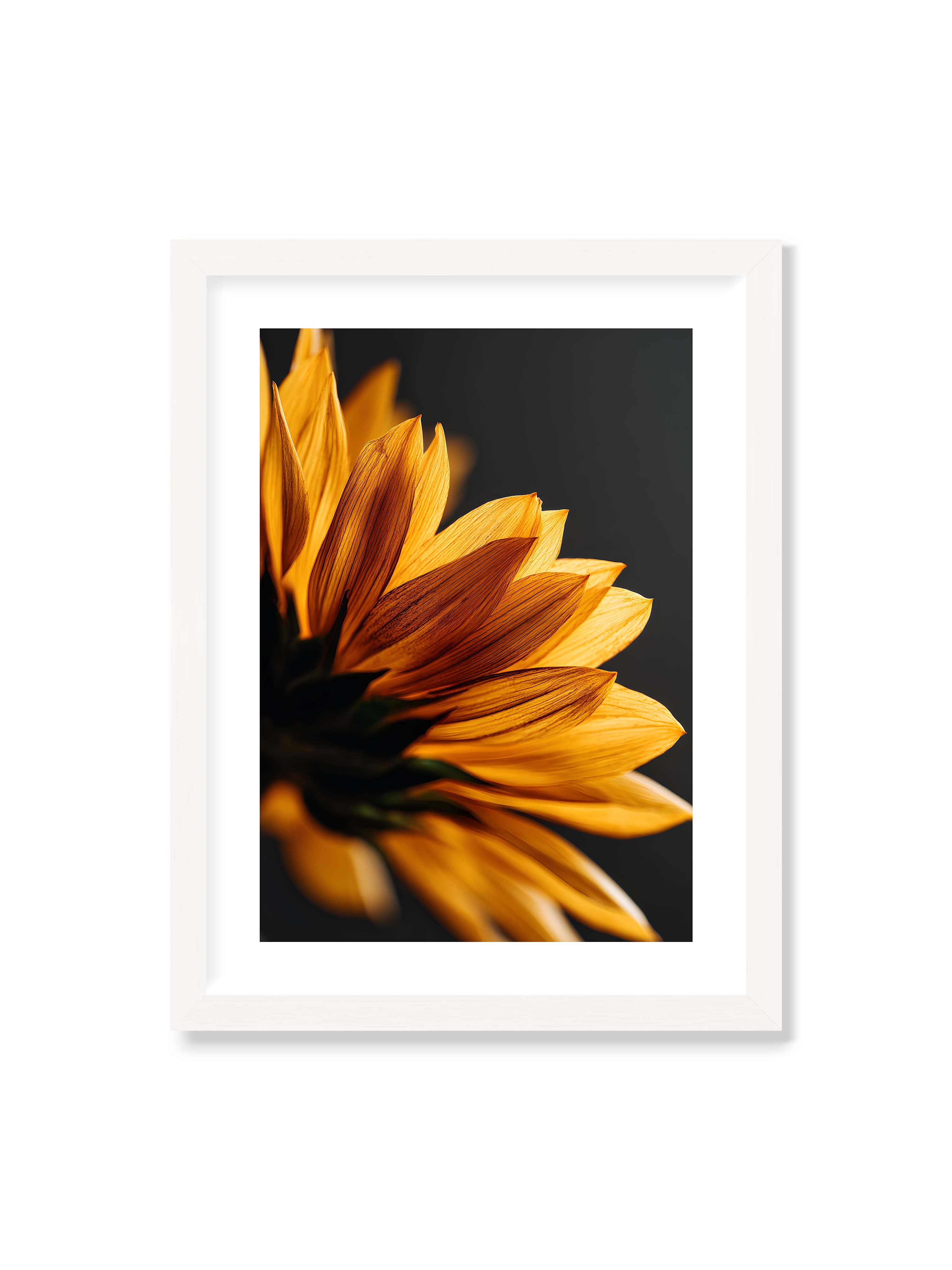 30x40 cm mit weißem Galerie-Rand mit weißem Rahmen – Nahaufnahme goldener Sonnenblumenblätter mit sichtbarer Textur, seitlich beleuchtet vor dunklem Hintergrund.