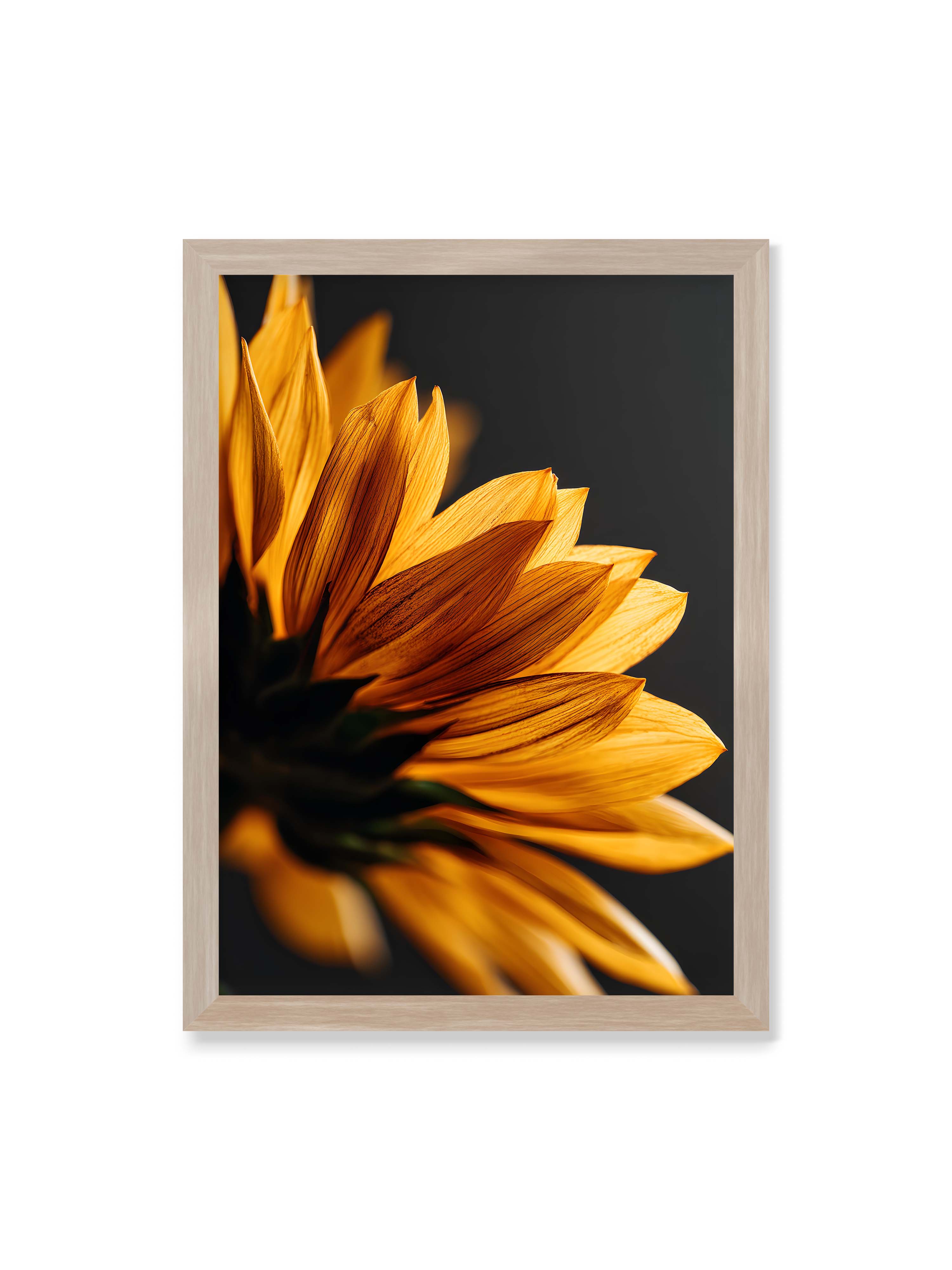 50x70 cm ohne Galerie-Rand im Eichenrahmen – Nahaufnahme goldener Sonnenblumenblätter mit sichtbarer Textur, seitlich beleuchtet vor dunklem Hintergrund.