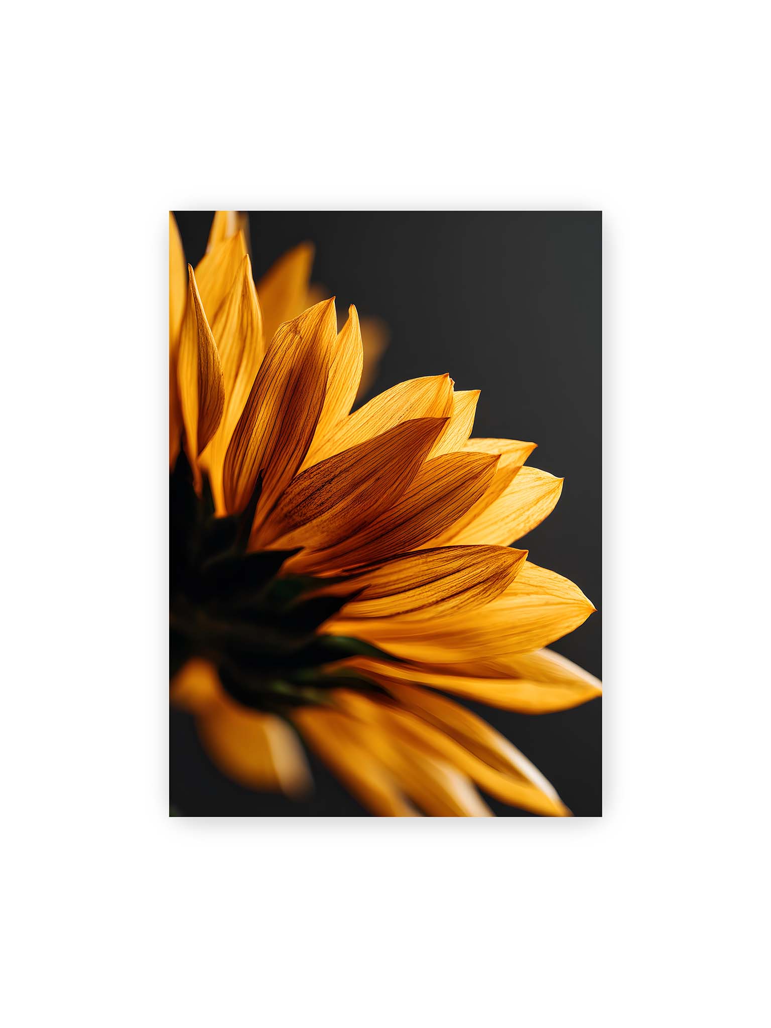 50x70 cm – Nahaufnahme goldener Sonnenblumenblätter mit sichtbarer Textur, seitlich beleuchtet vor dunklem Hintergrund.