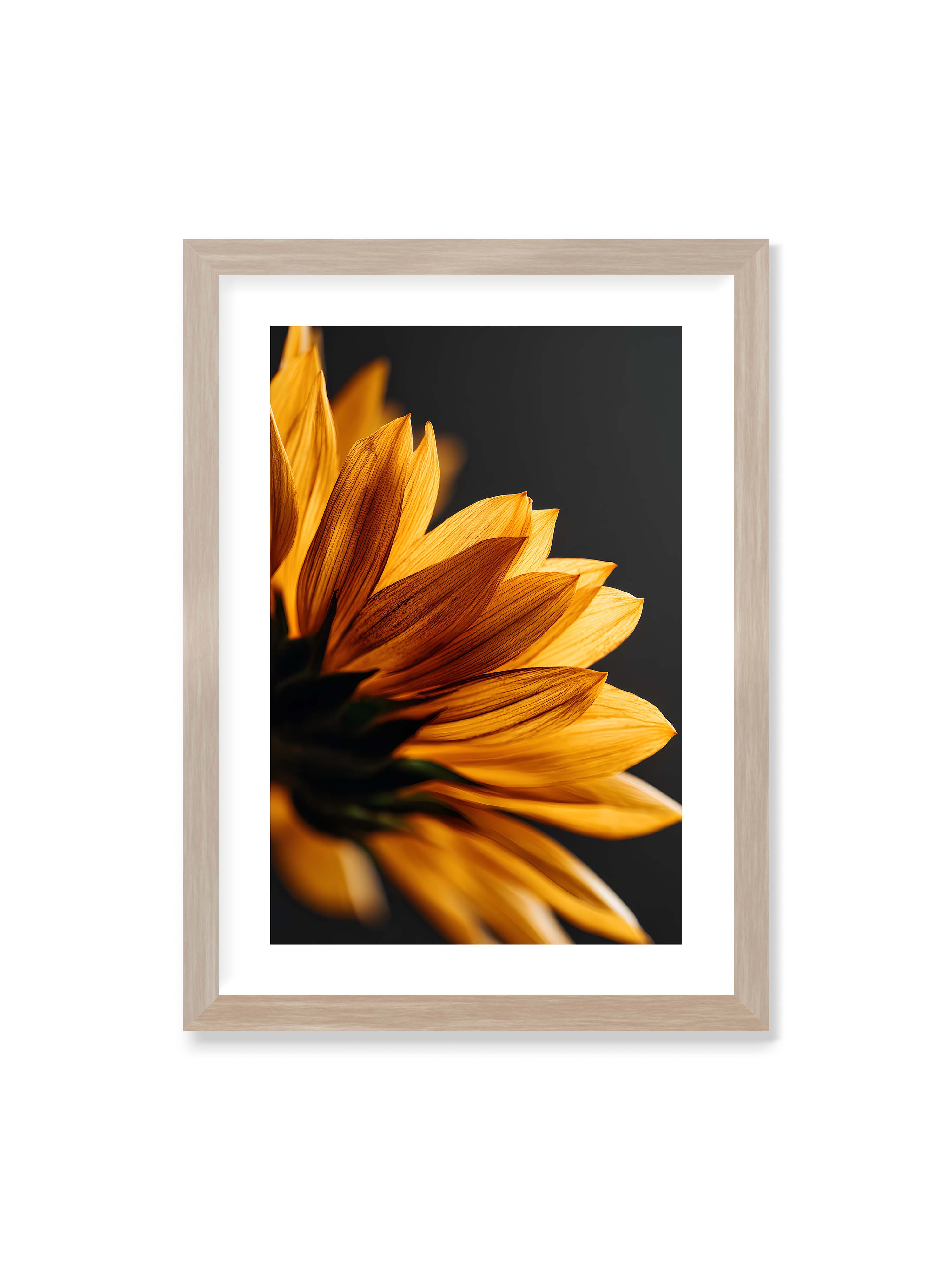 50x70 cm mit weißem Galerie-Rand im Eichenrahmen – Nahaufnahme goldener Sonnenblumenblätter mit sichtbarer Textur, seitlich beleuchtet vor dunklem Hintergrund.