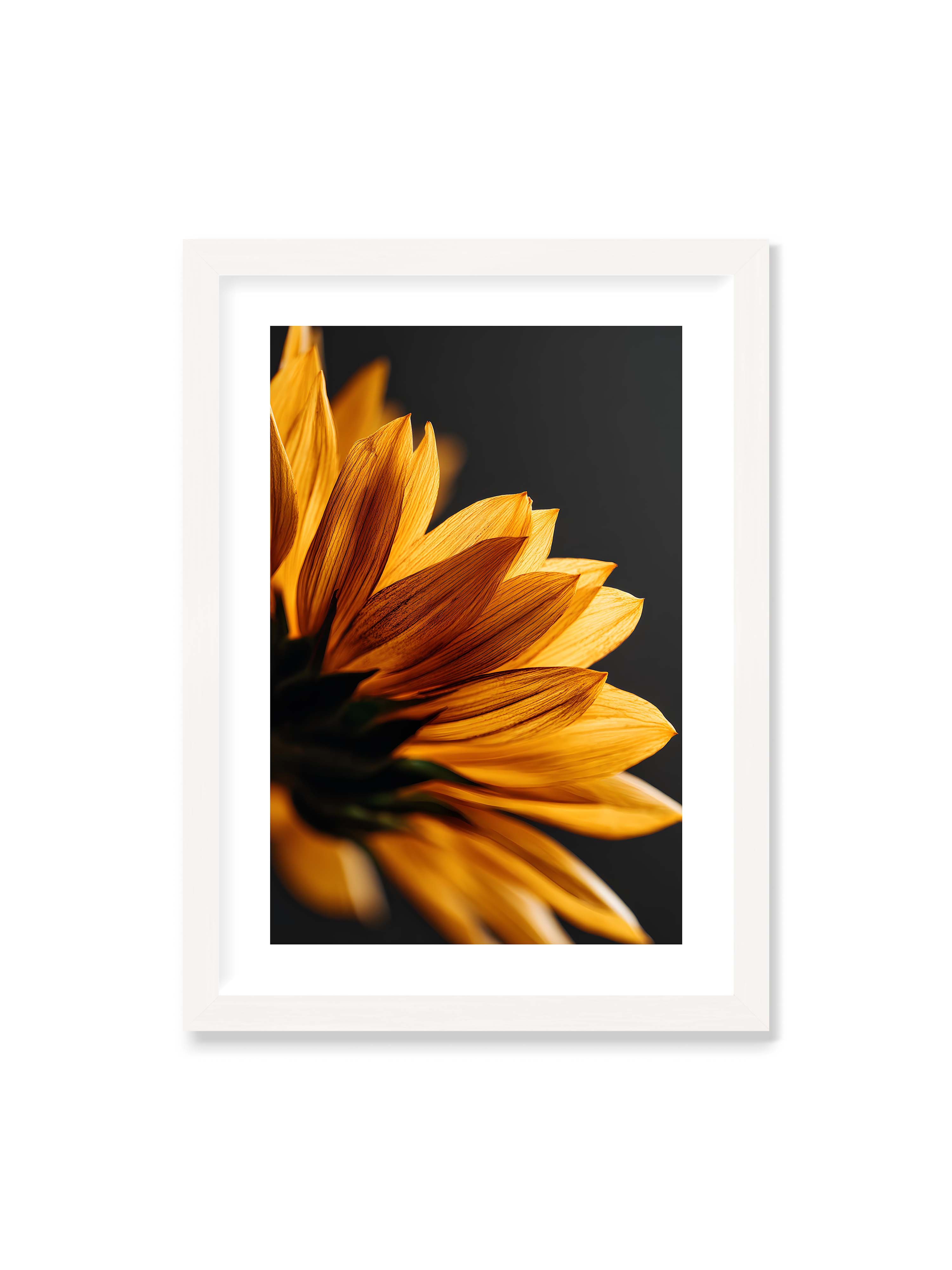 50x70 cm mit weißem Galerie-Rand mit weißem Rahmen – Nahaufnahme goldener Sonnenblumenblätter mit sichtbarer Textur, seitlich beleuchtet vor dunklem Hintergrund.