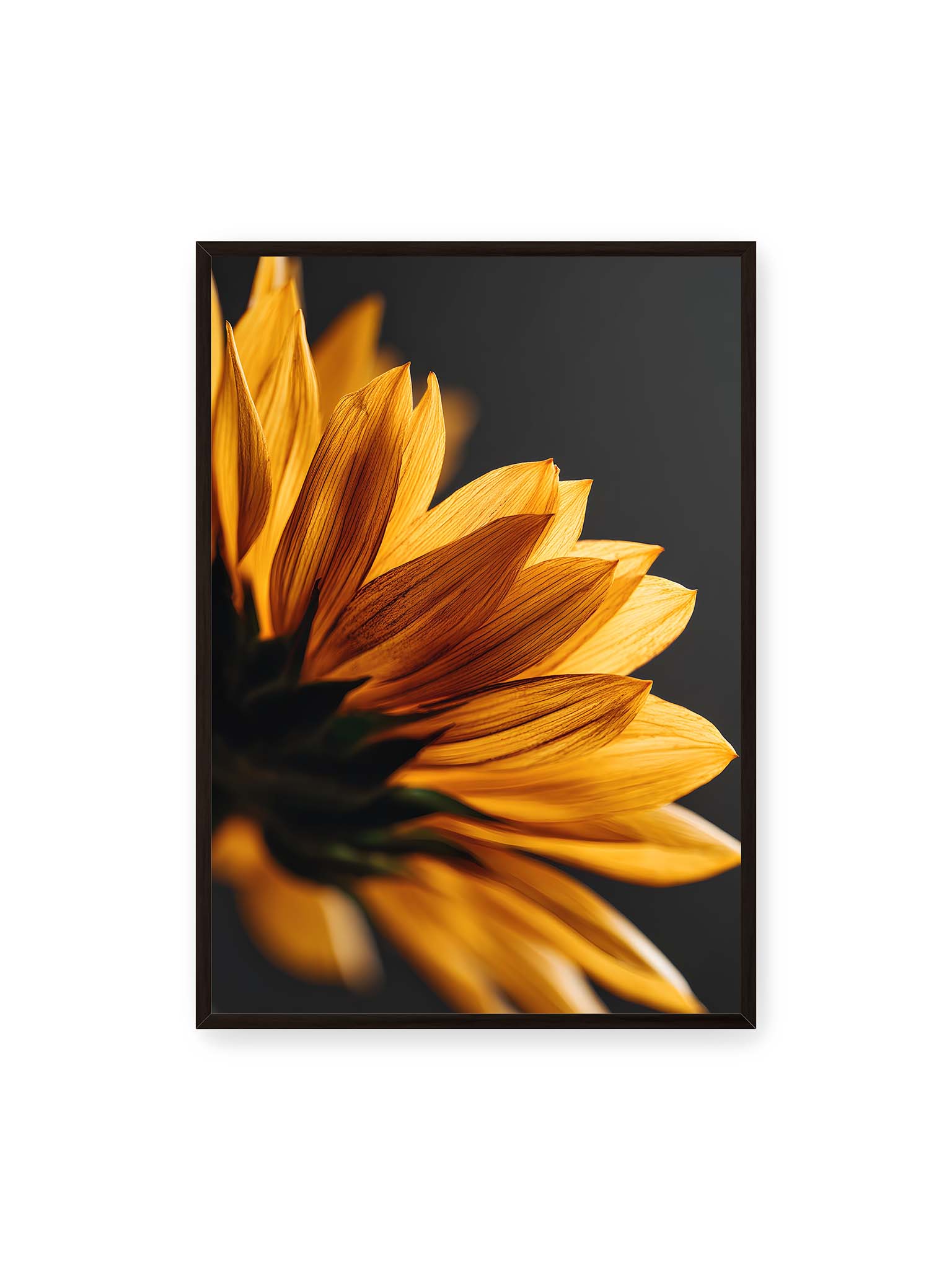 70x100 cm, schwarzer Rahmen – Nahaufnahme goldener Sonnenblumenblätter mit sichtbarer Textur, seitlich beleuchtet vor dunklem Hintergrund.
