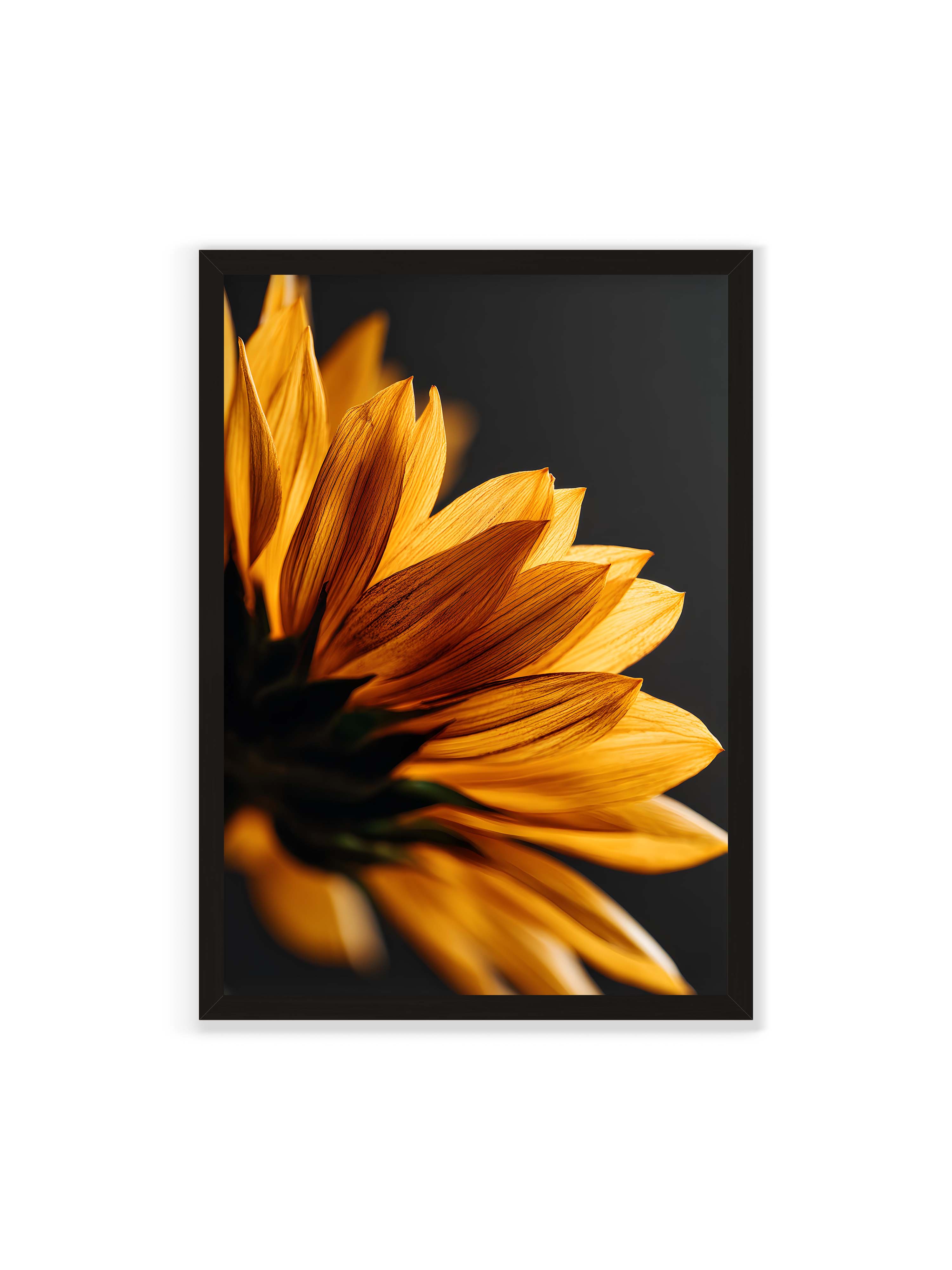 70x100 cm ohne Galerie-Rand mit schwarzem Rahmen – Nahaufnahme goldener Sonnenblumenblätter mit sichtbarer Textur, seitlich beleuchtet vor dunklem Hintergrund.