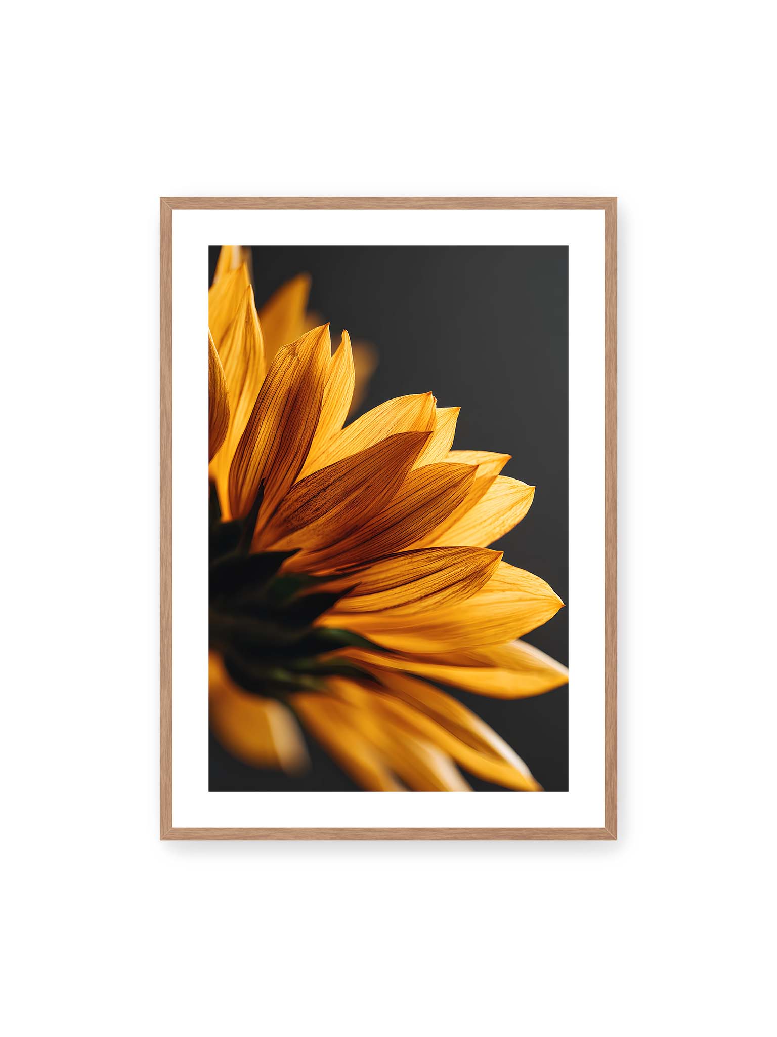 70x100 cm, weißer Galerie-Rand, Eichenrahmen – Nahaufnahme goldener Sonnenblumenblätter mit sichtbarer Textur, seitlich beleuchtet vor dunklem Hintergrund.