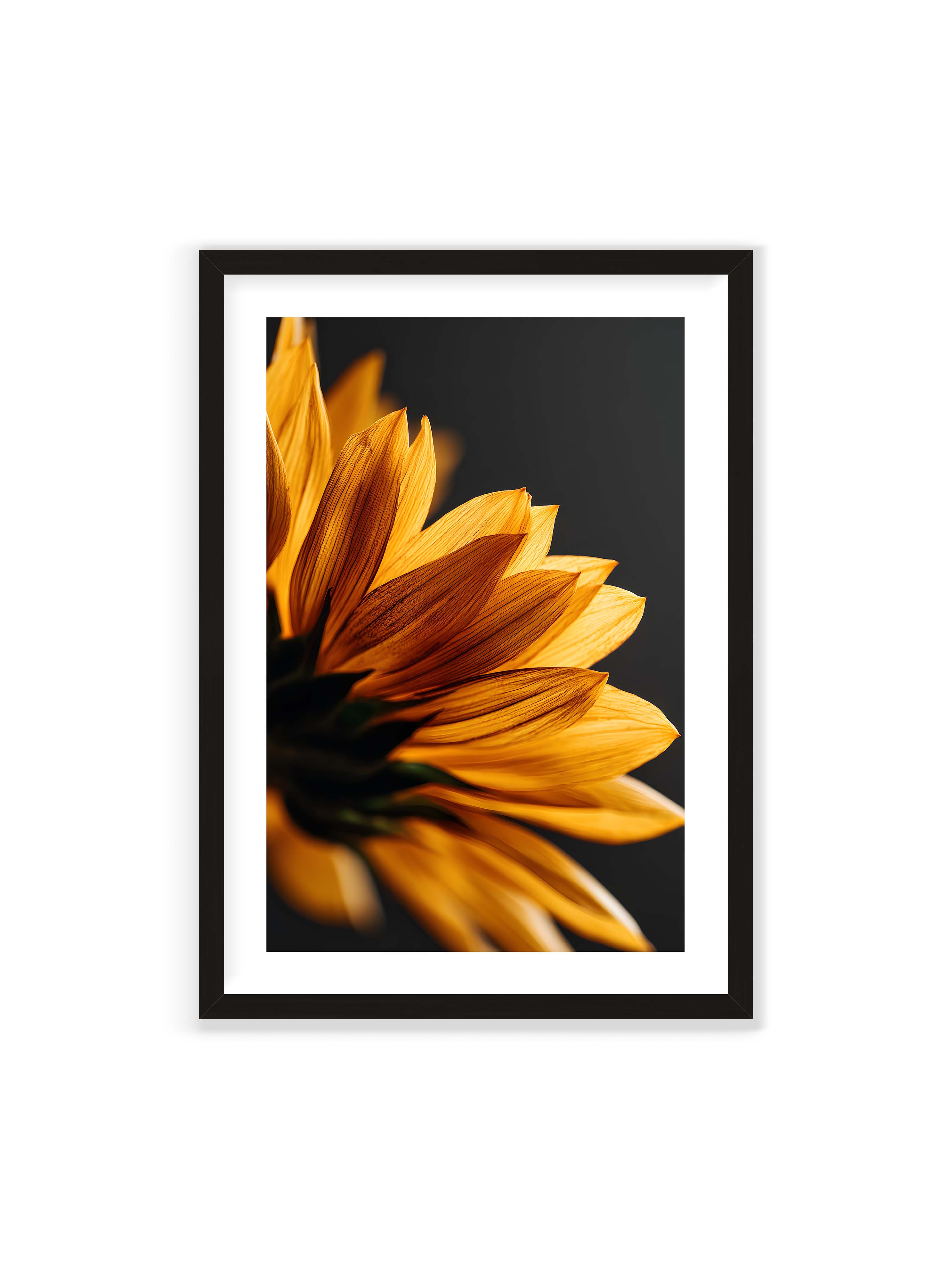 70x100 cm mit weißem Galerie-Rand mit schwarzem Rahmen – Nahaufnahme goldener Sonnenblumenblätter mit sichtbarer Textur, seitlich beleuchtet vor dunklem Hintergrund.