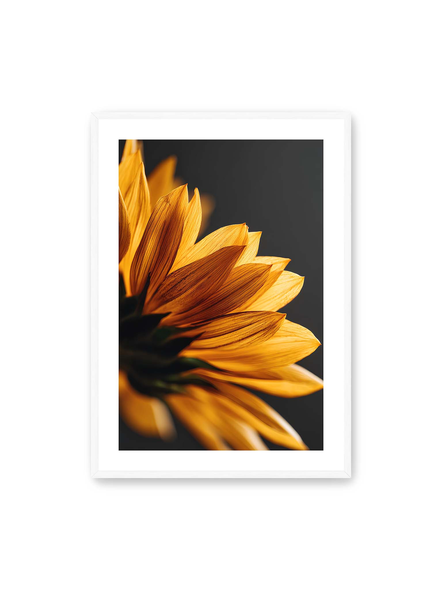 70x100 cm, weißer Galerie-Rand, weißer Rahmen – Nahaufnahme goldener Sonnenblumenblätter mit sichtbarer Textur, seitlich beleuchtet vor dunklem Hintergrund.