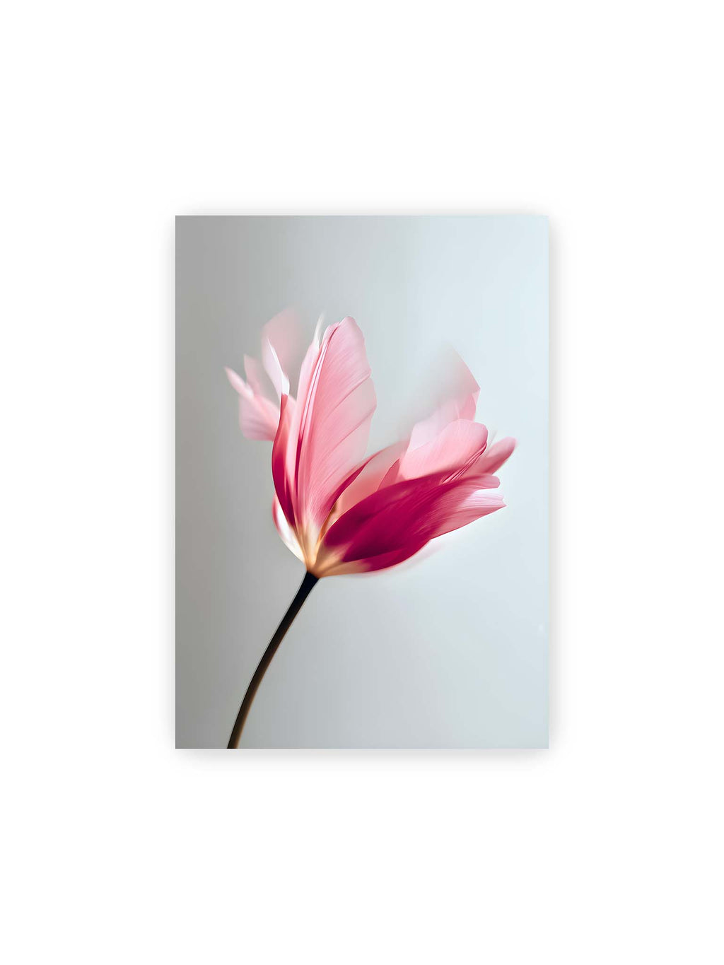 21x30 cm – Zarte rosafarbene Tulpenblüte mit weicher Bewegungsunschärfe vor hellem grauen Hintergrund.