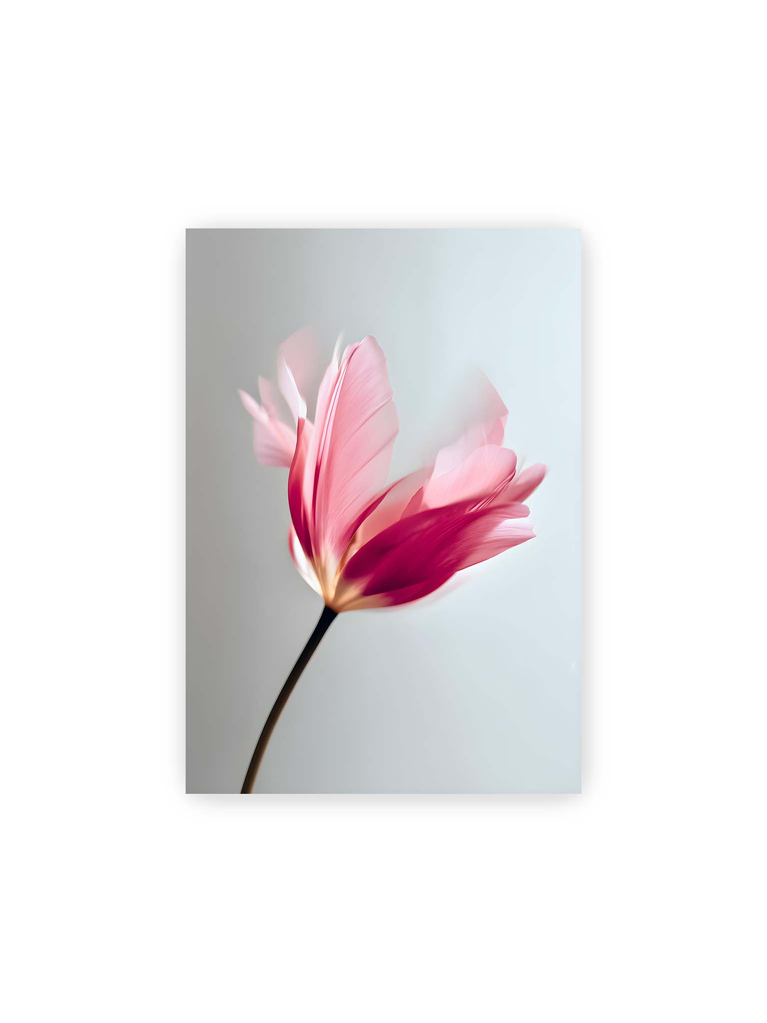 21x30 cm – Zarte rosafarbene Tulpenblüte mit weicher Bewegungsunschärfe vor hellem grauen Hintergrund.