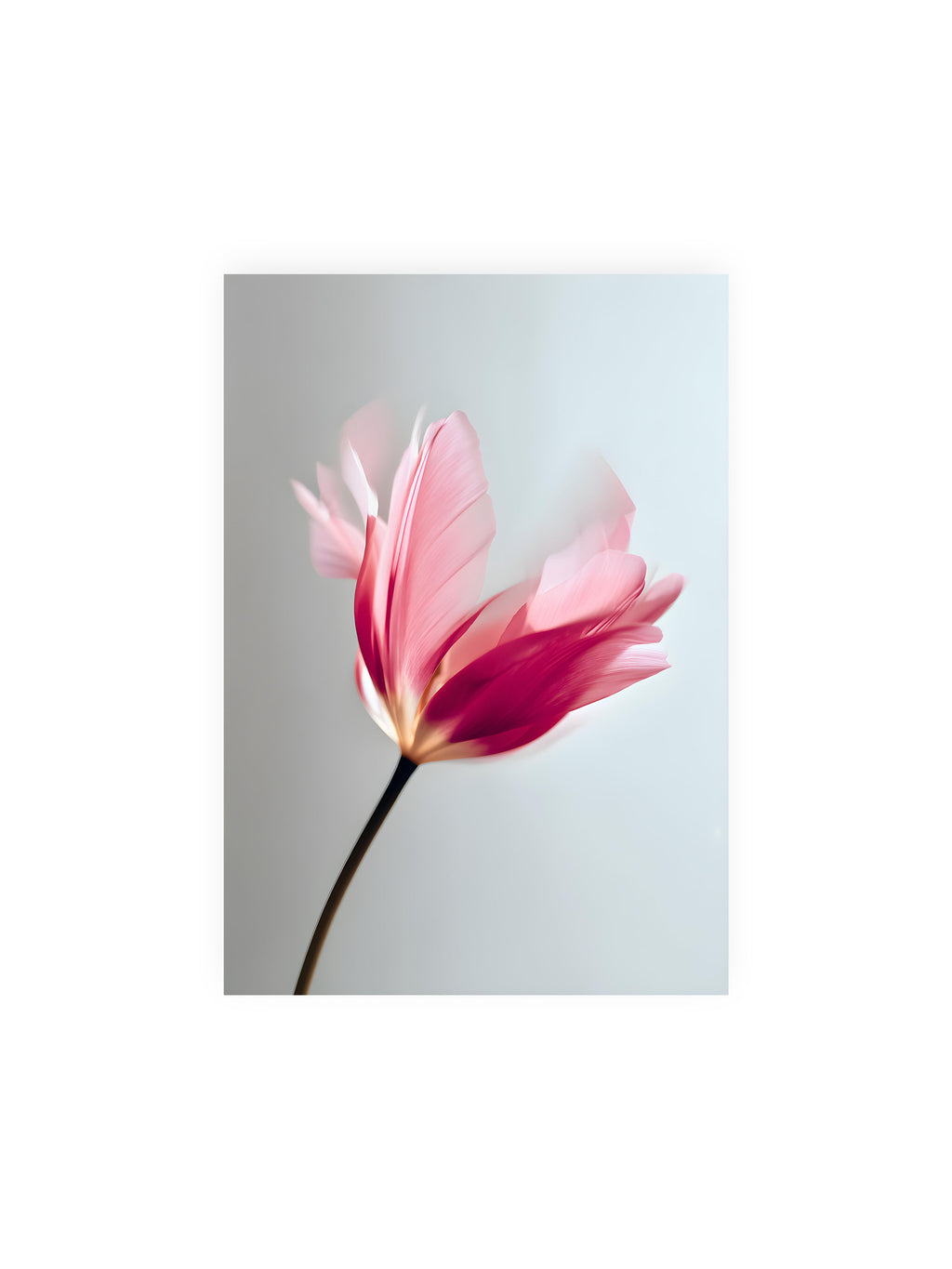 21x30 cm ohne Galerie-Rand ohne Rahmen – Zarte rosafarbene Tulpenblüte mit weicher Bewegungsunschärfe vor hellem grauen Hintergrund.